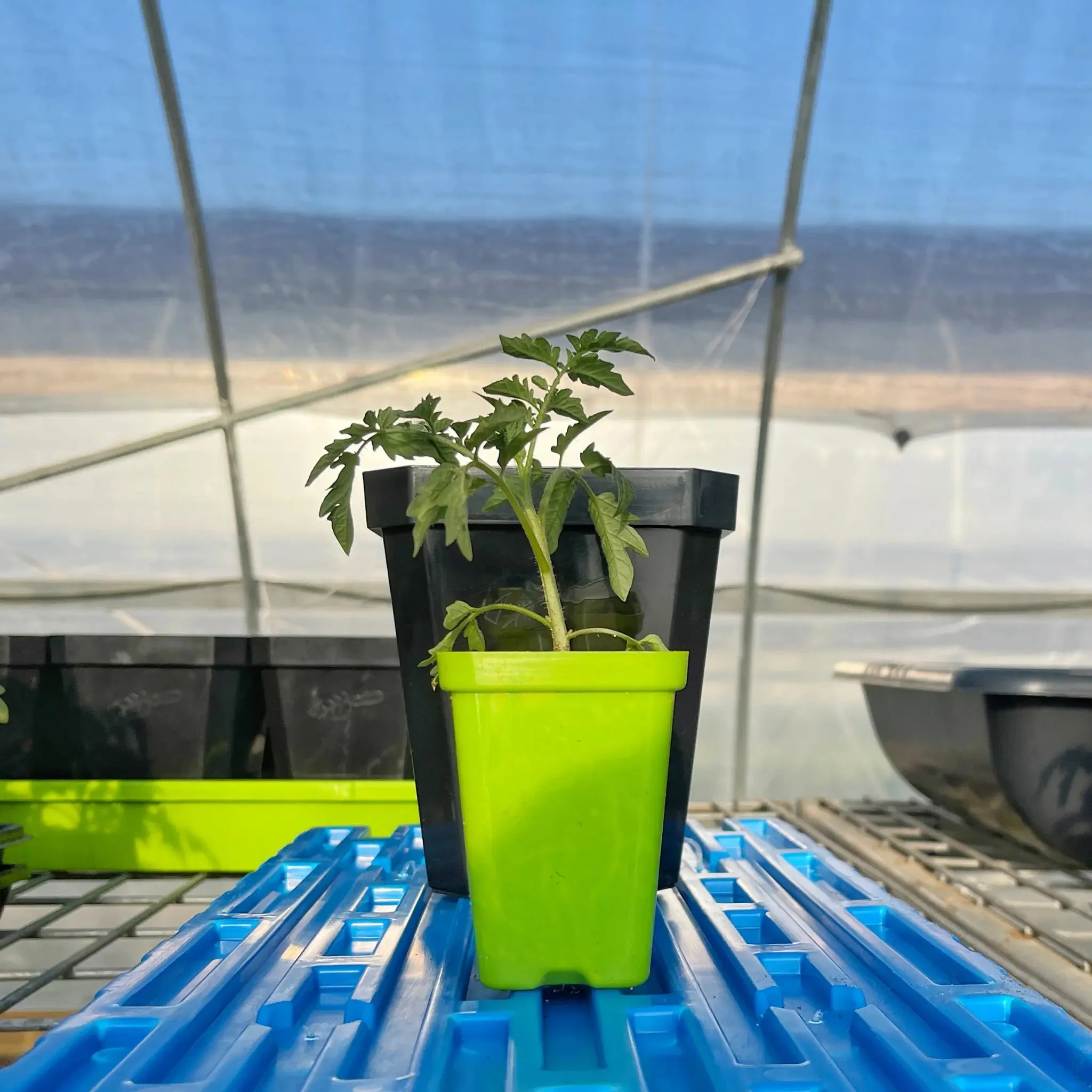 5" Reusable Seed Starting Pots with Insert - Image 19