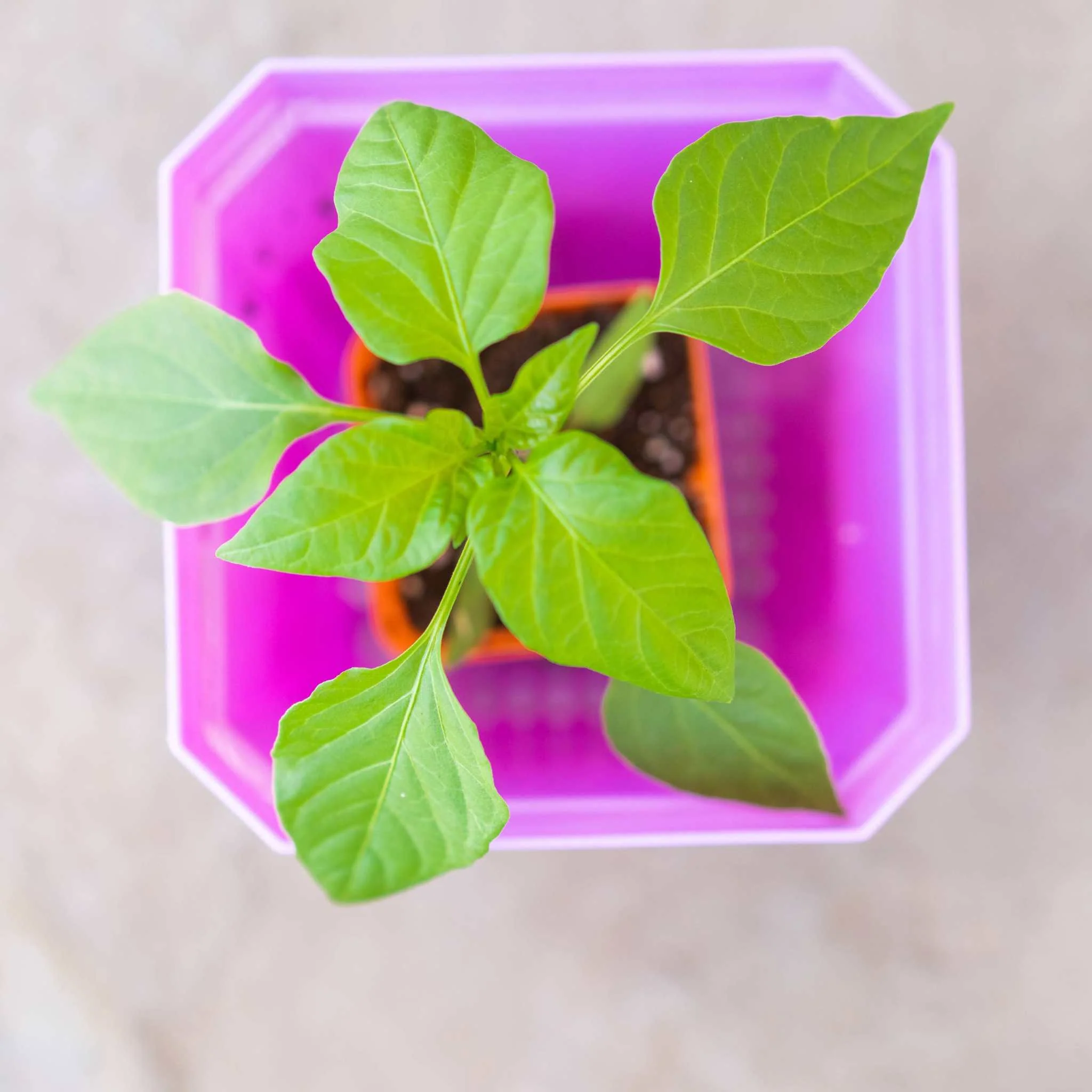 5" Reusable Seed Starting Pots with Insert - Image 4