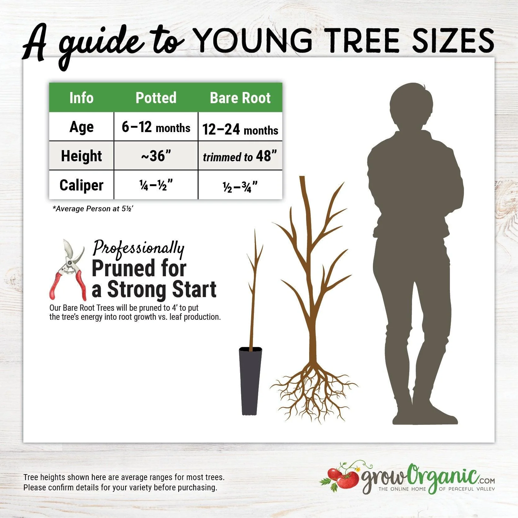 Black Tartarian Cherry Tree - Image 2