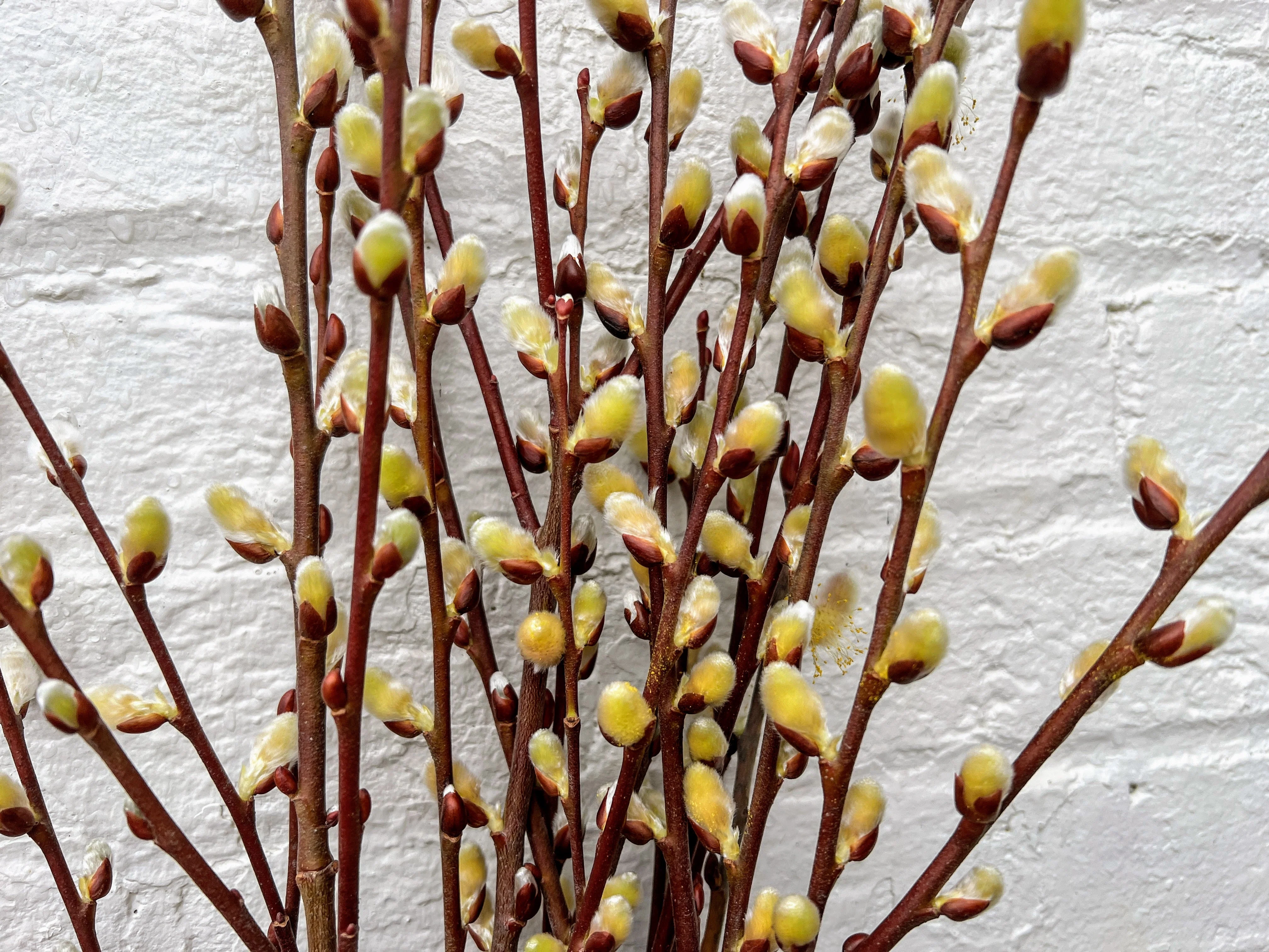 Caprea Willow