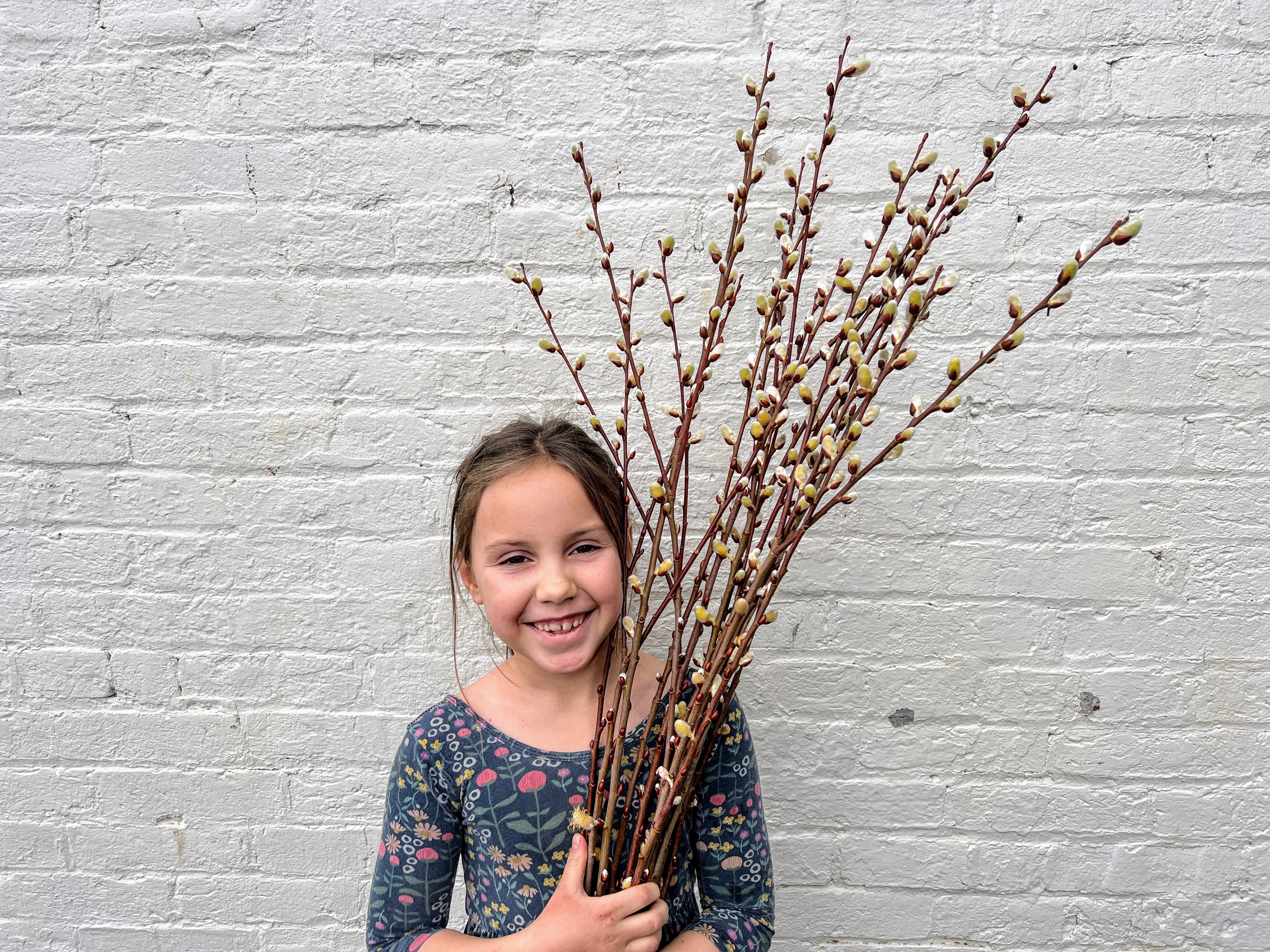Caprea Willow - Image 3