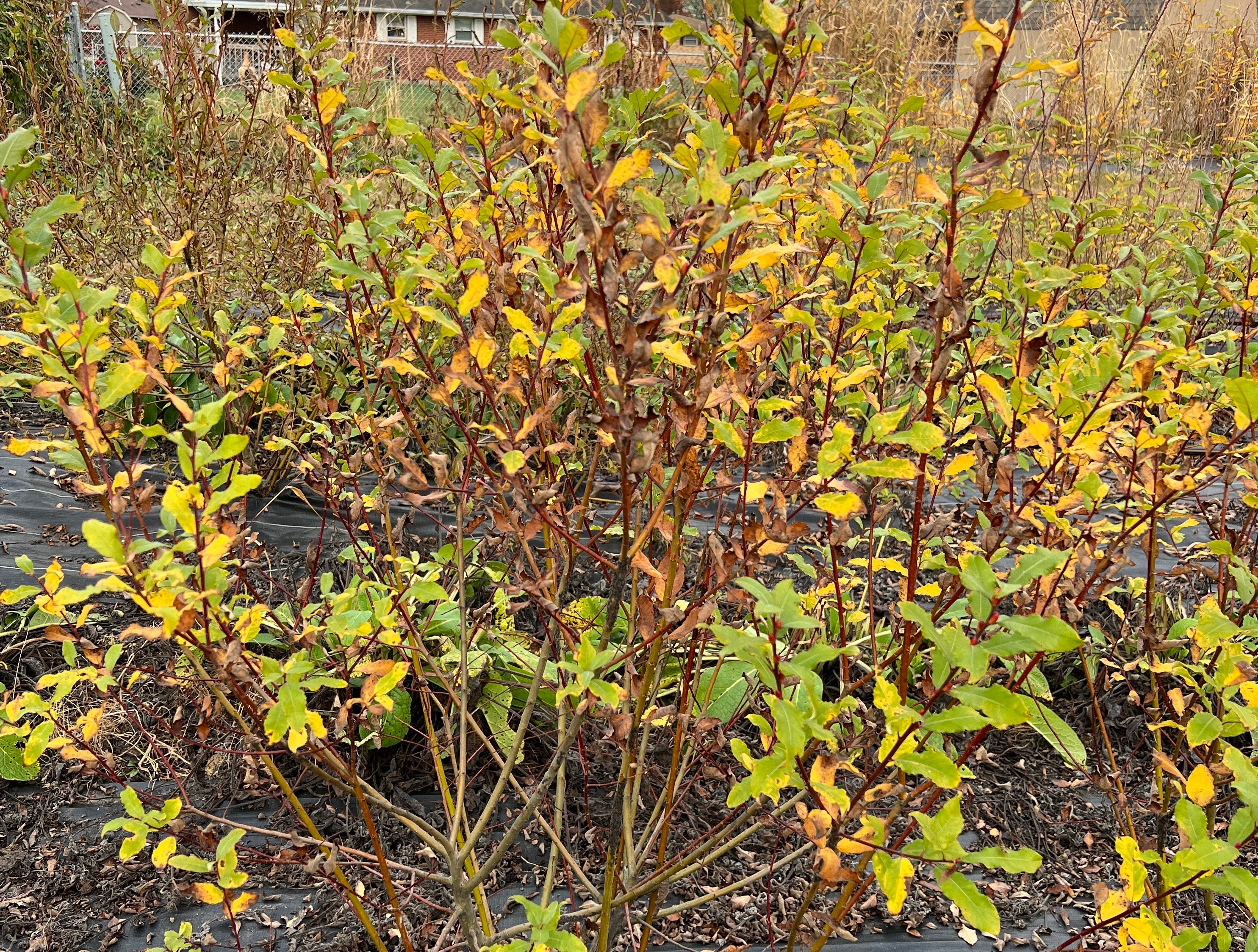 Caprea Willow - Image 4