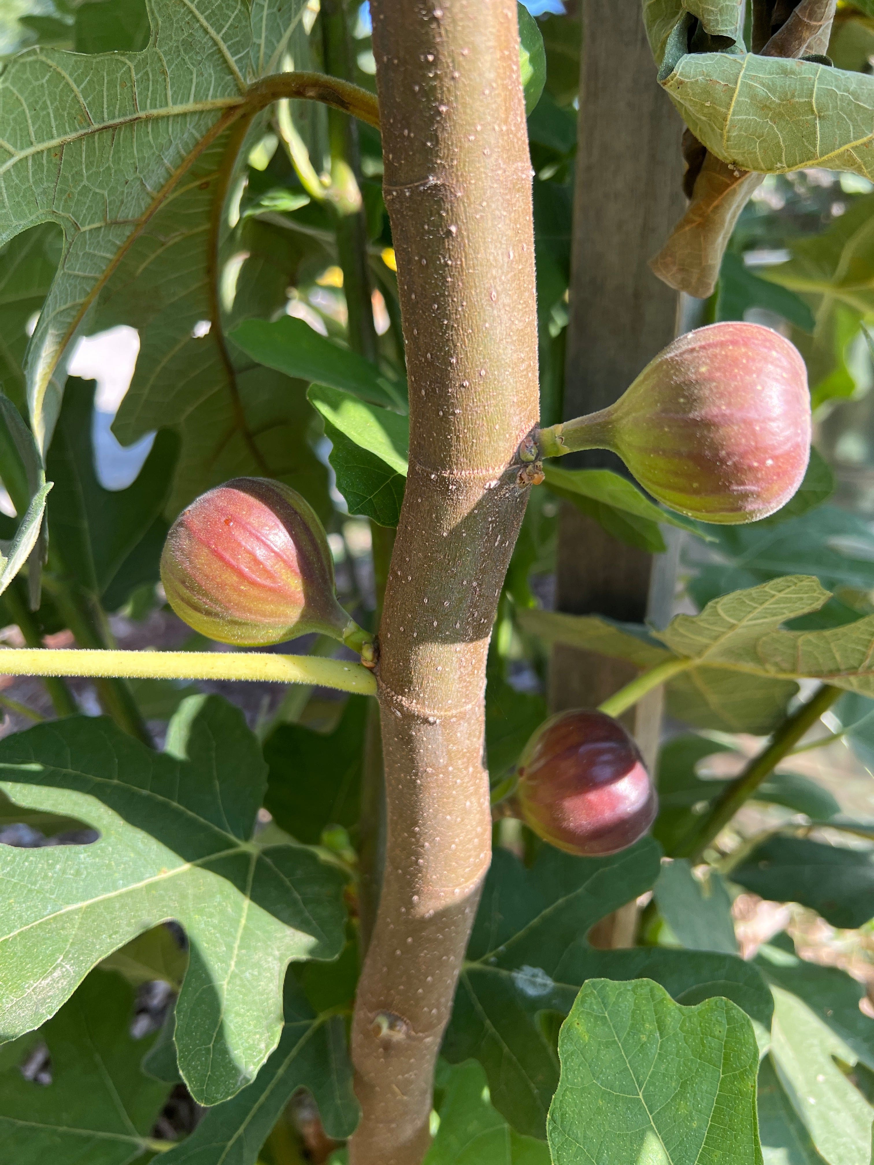 Chicago Hardy Fig Cuttings - Image 2