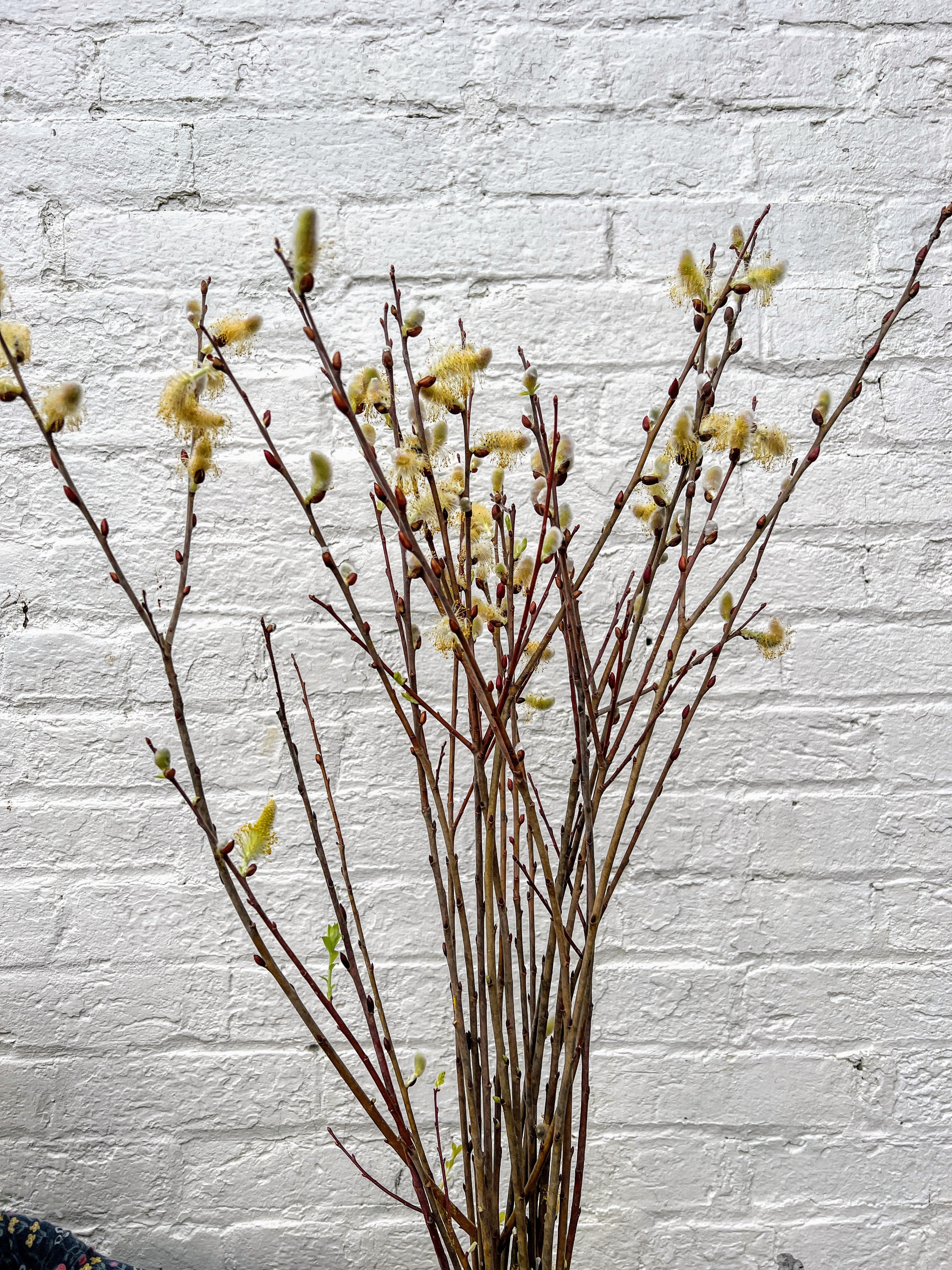 Cinerea Willow