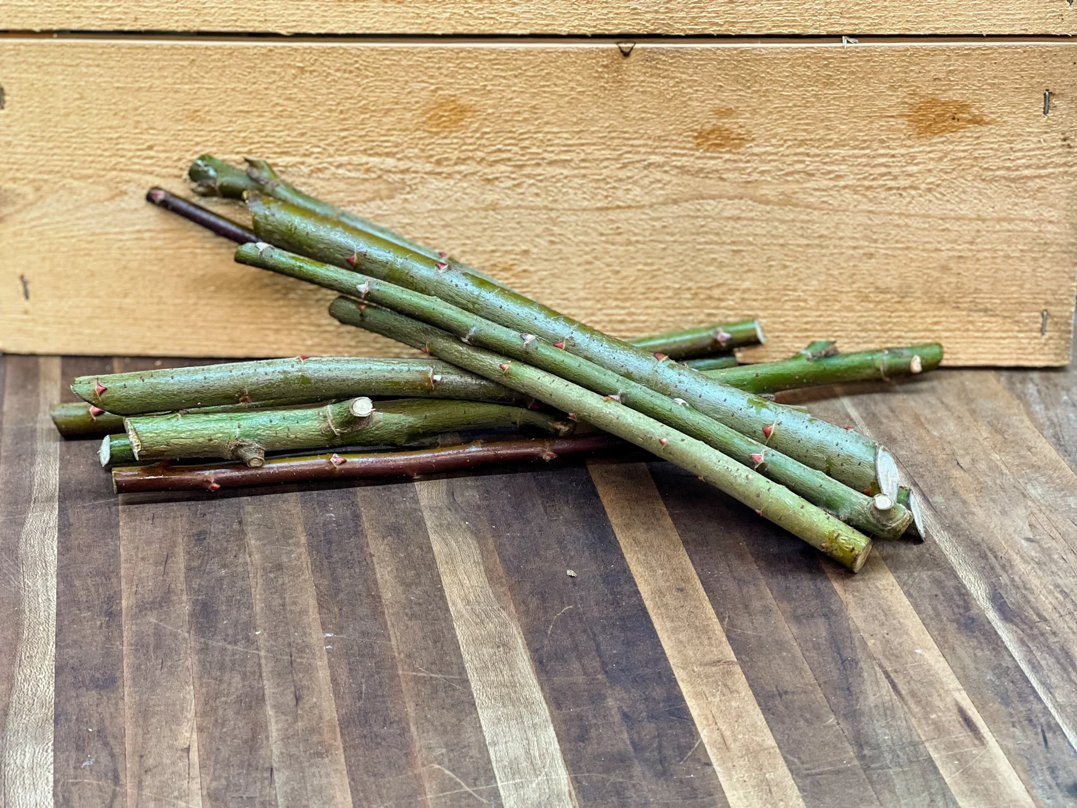 Cinerea Willow - Image 2