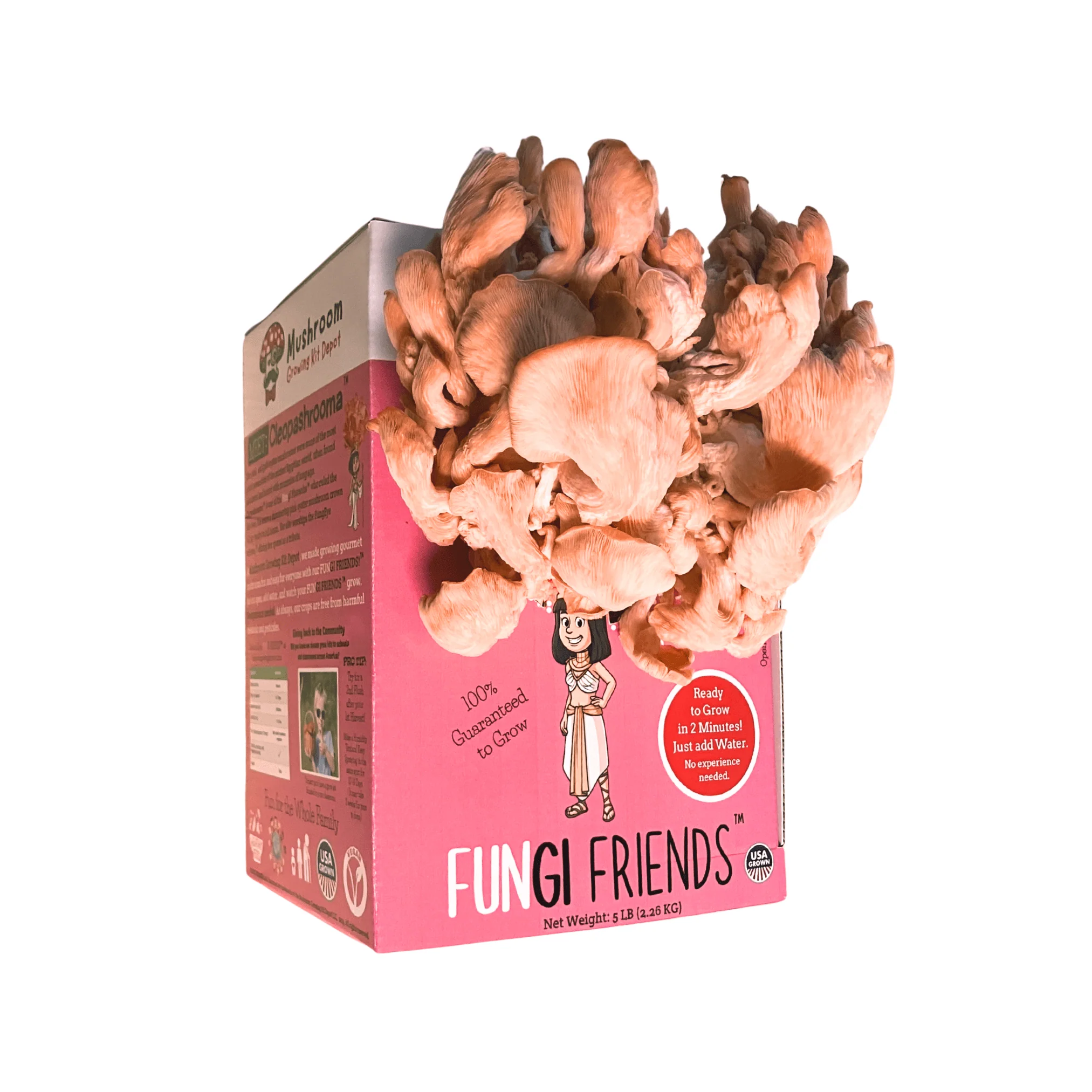 Cleopashrooma - Pink Oyster Mushroom Grow Kit - 5 LBS (with box) - Image 4