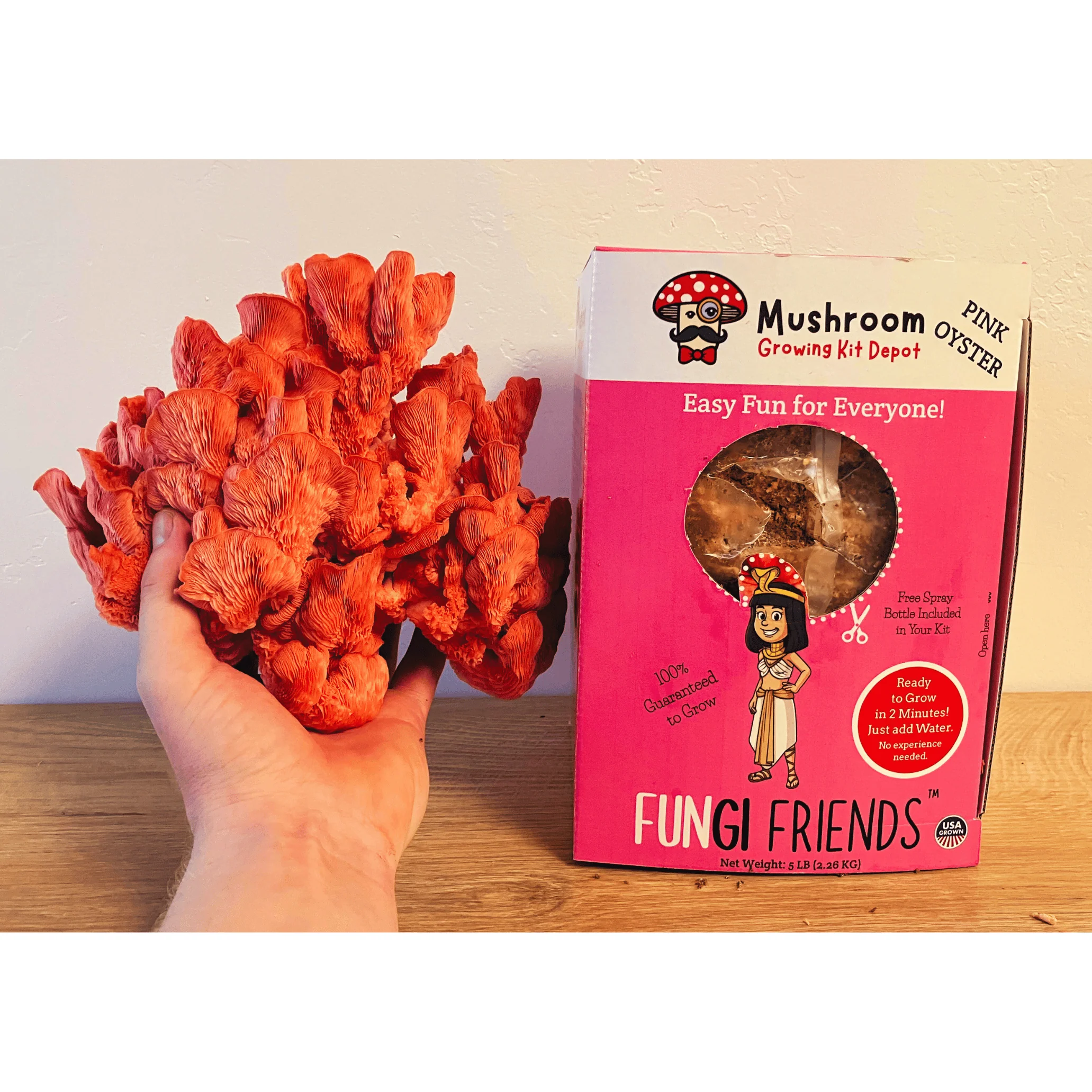 Cleopashrooma - Pink Oyster Mushroom Grow Kit - 5 LBS (with box) - Image 5