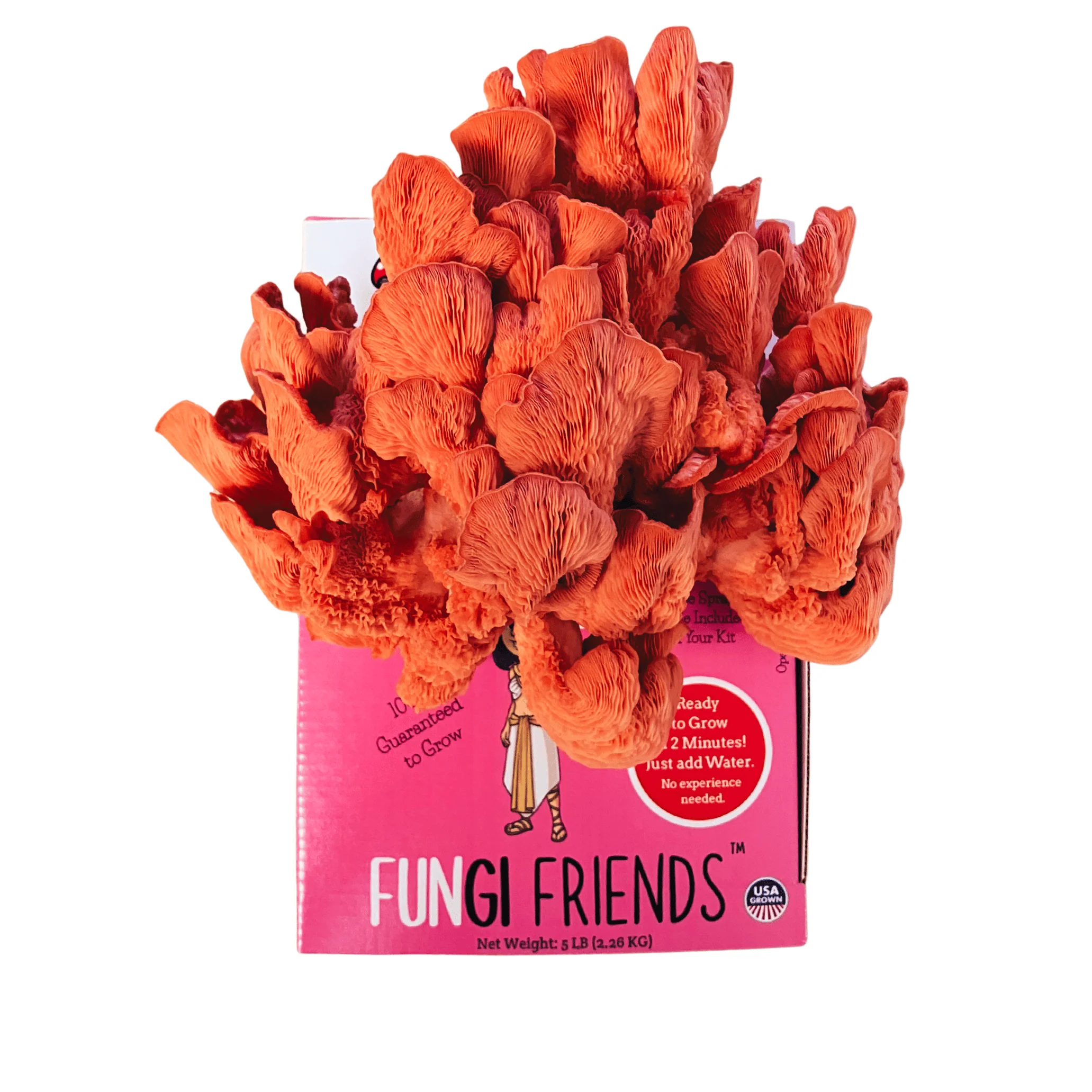 Cleopashrooma - Pink Oyster Mushroom Grow Kit - 5 LBS (with box) - Image 6