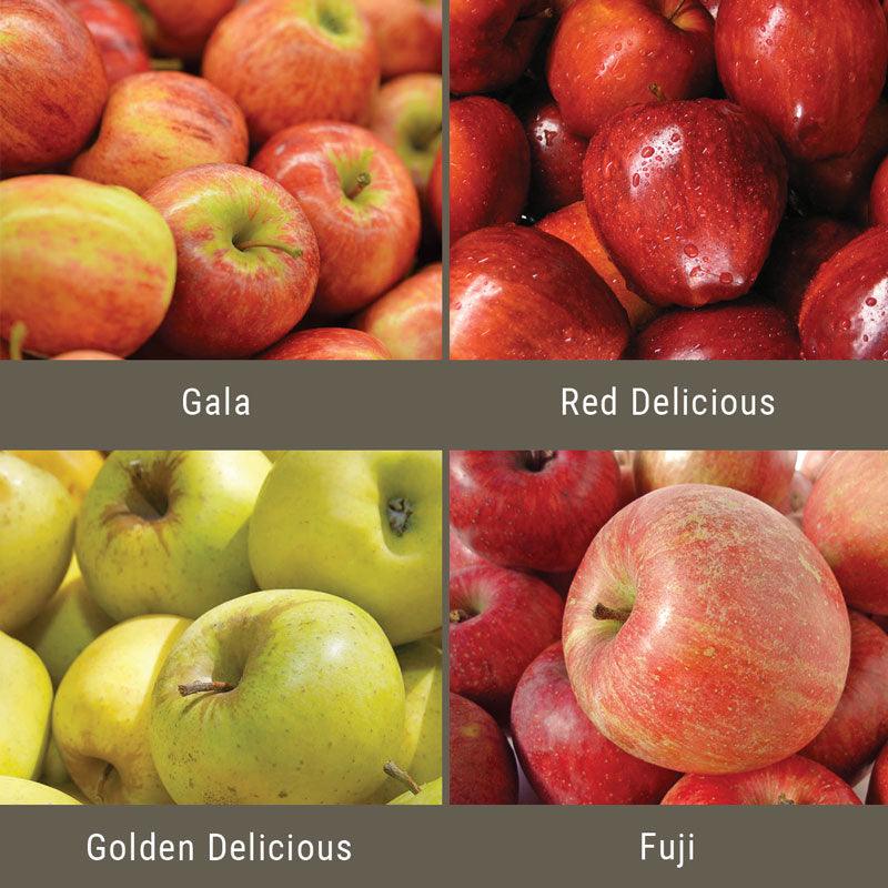 "Constant Harvest" Apple, 4 on 1 Multiple Grafted Fruit Tree - Image 2