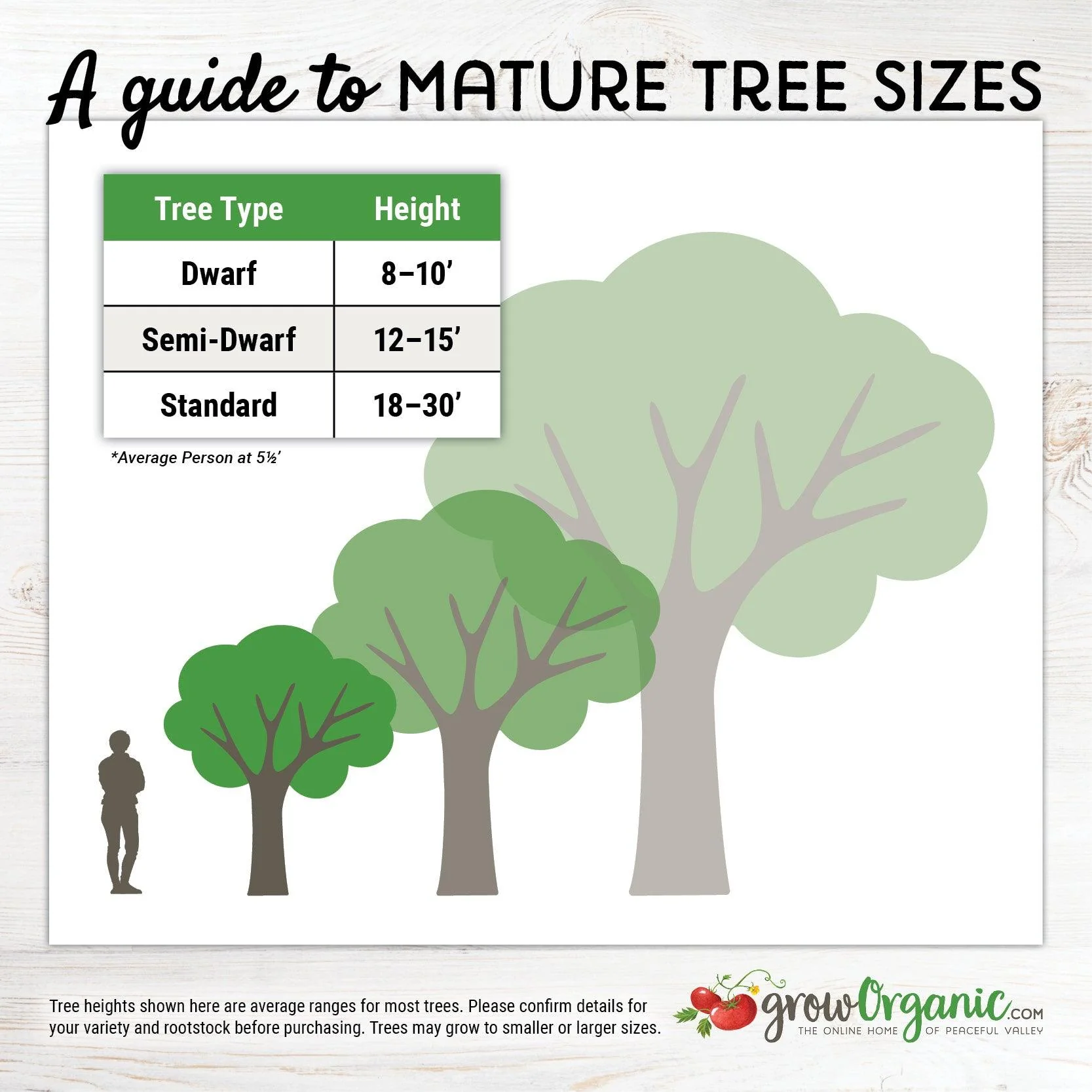 "Constant Harvest" Apple, 4 on 1 Multiple Grafted Fruit Tree - Image 4