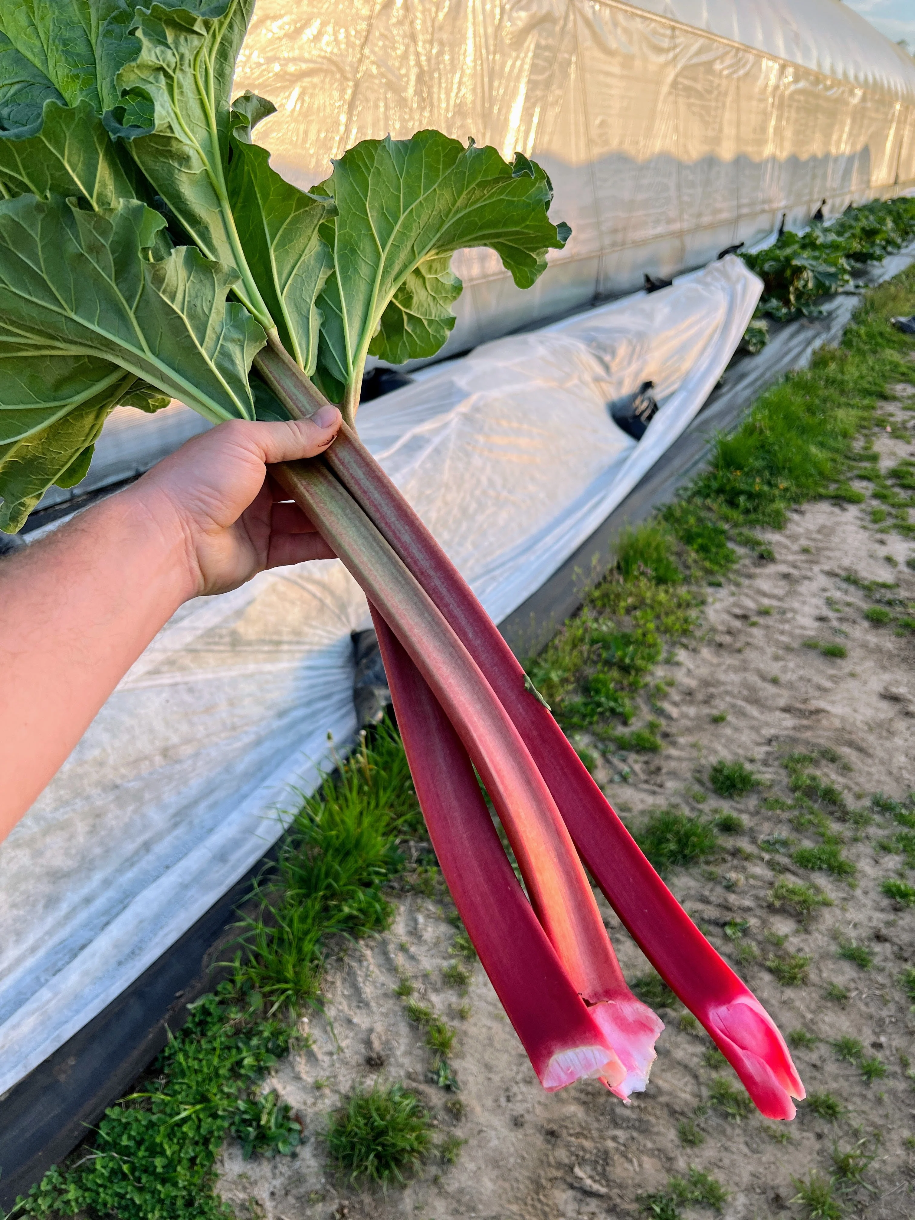 Crimson Red Rhubarb (Free Shipping) - Image 3