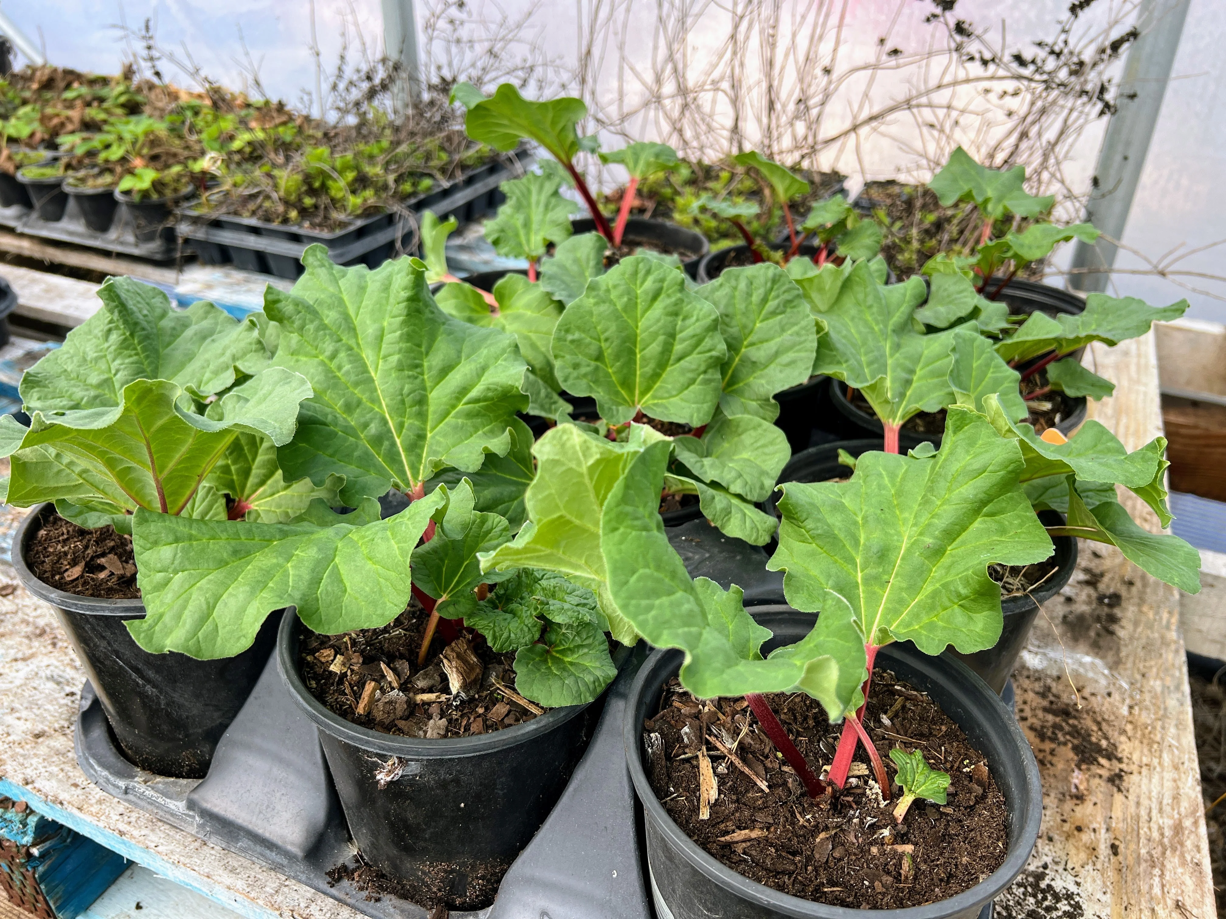 Crimson Red Rhubarb (Free Shipping) - Image 4