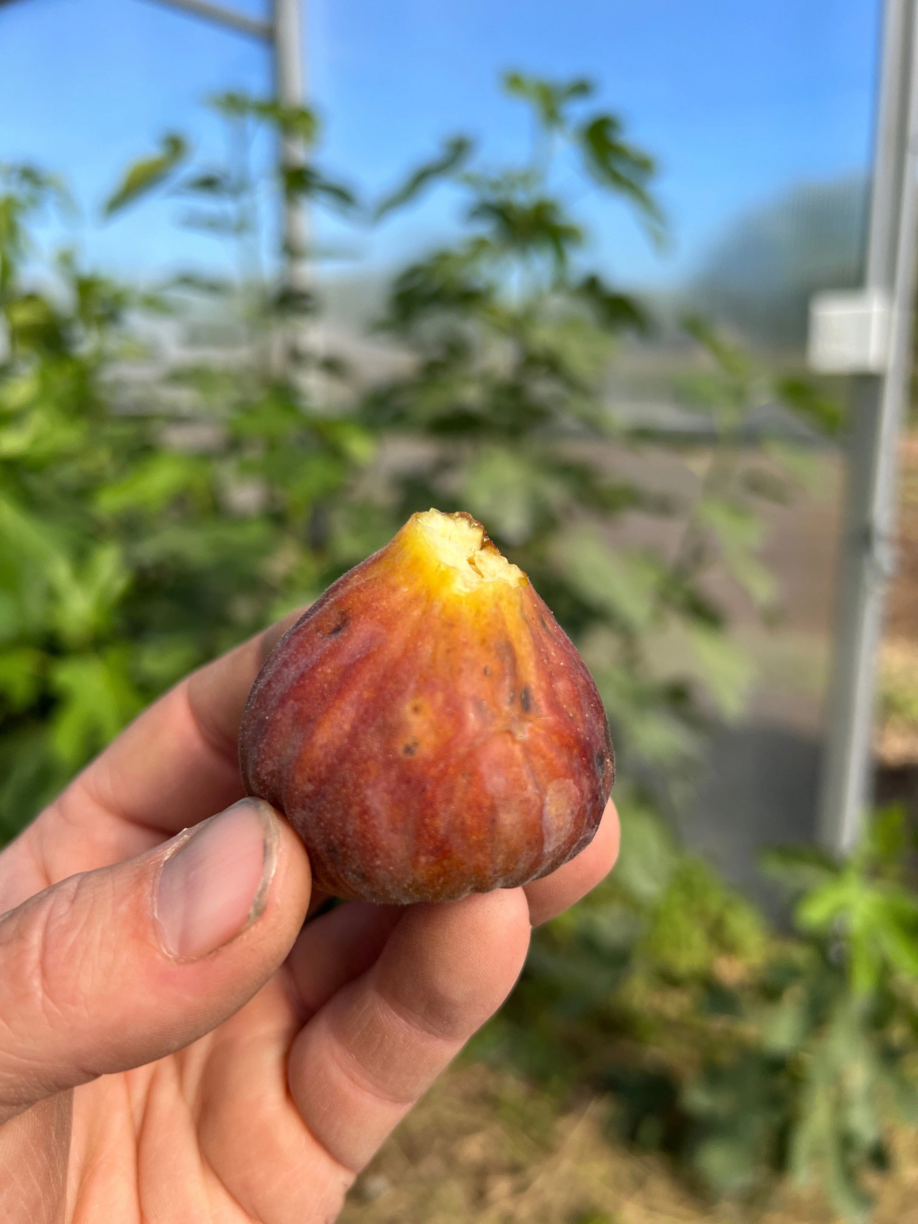 C's Red Heirloom Fig - Image 3