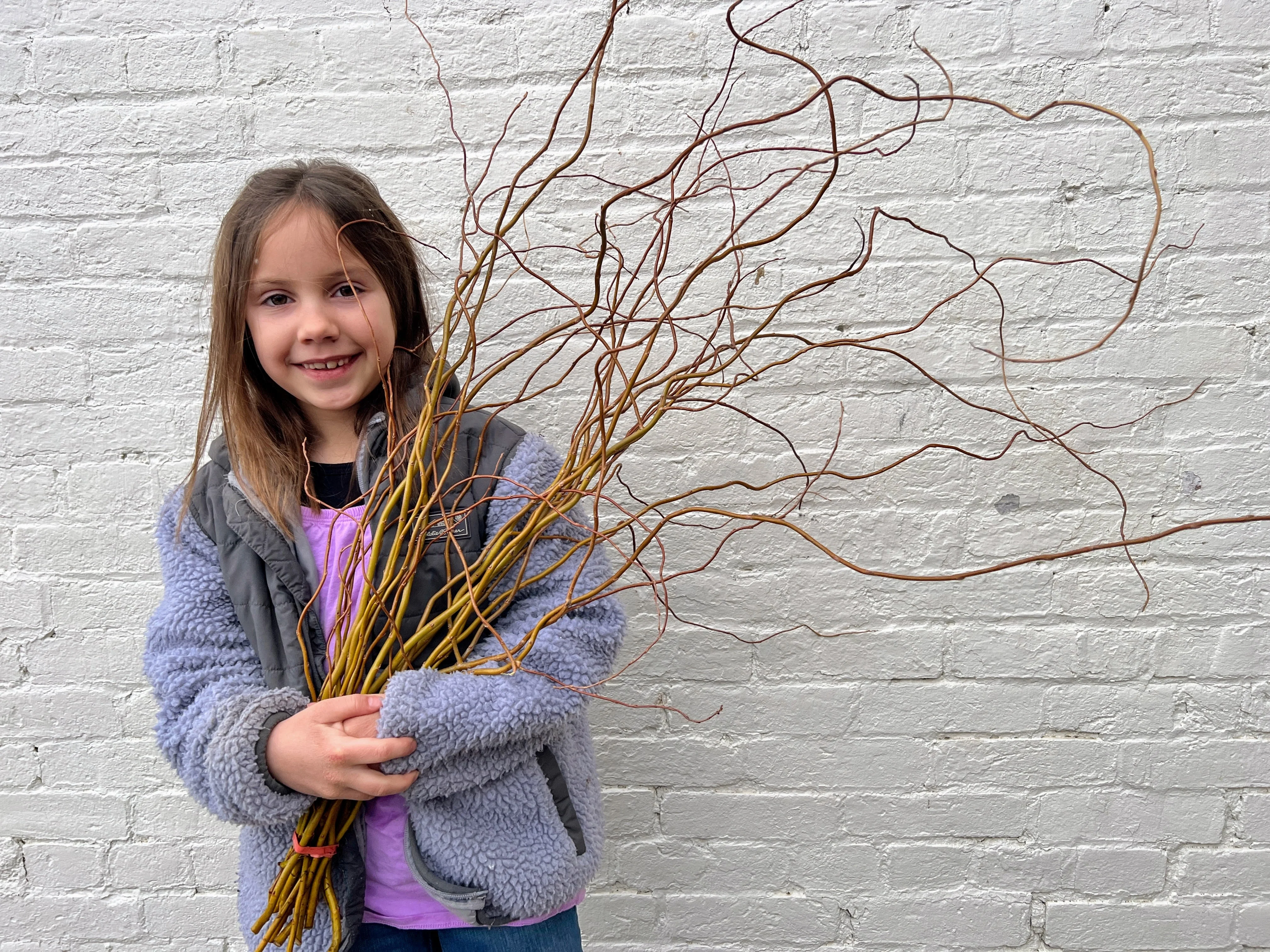 Curly Yellow Willow - Image 2