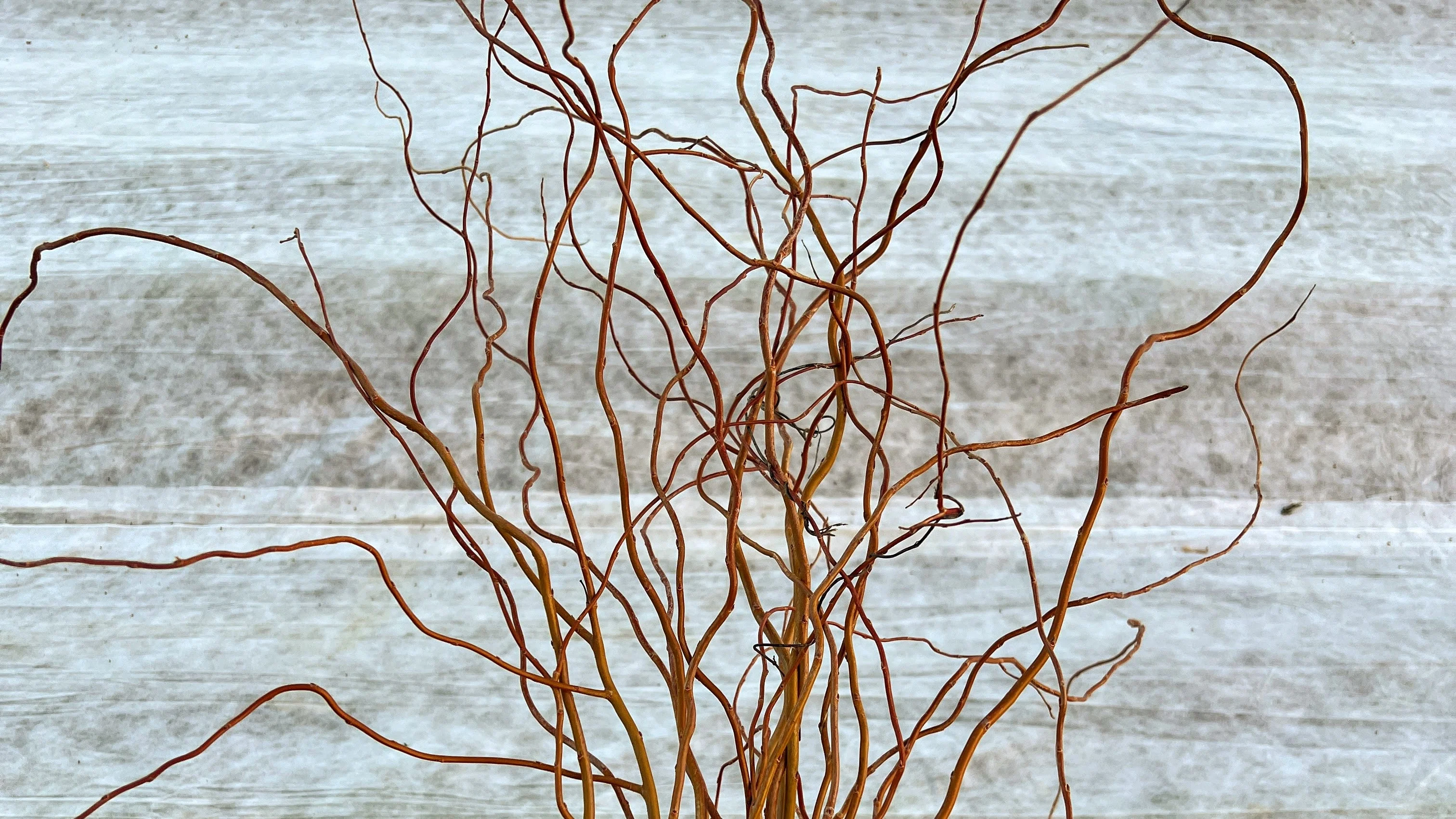 Curly Yellow Willow - Image 3