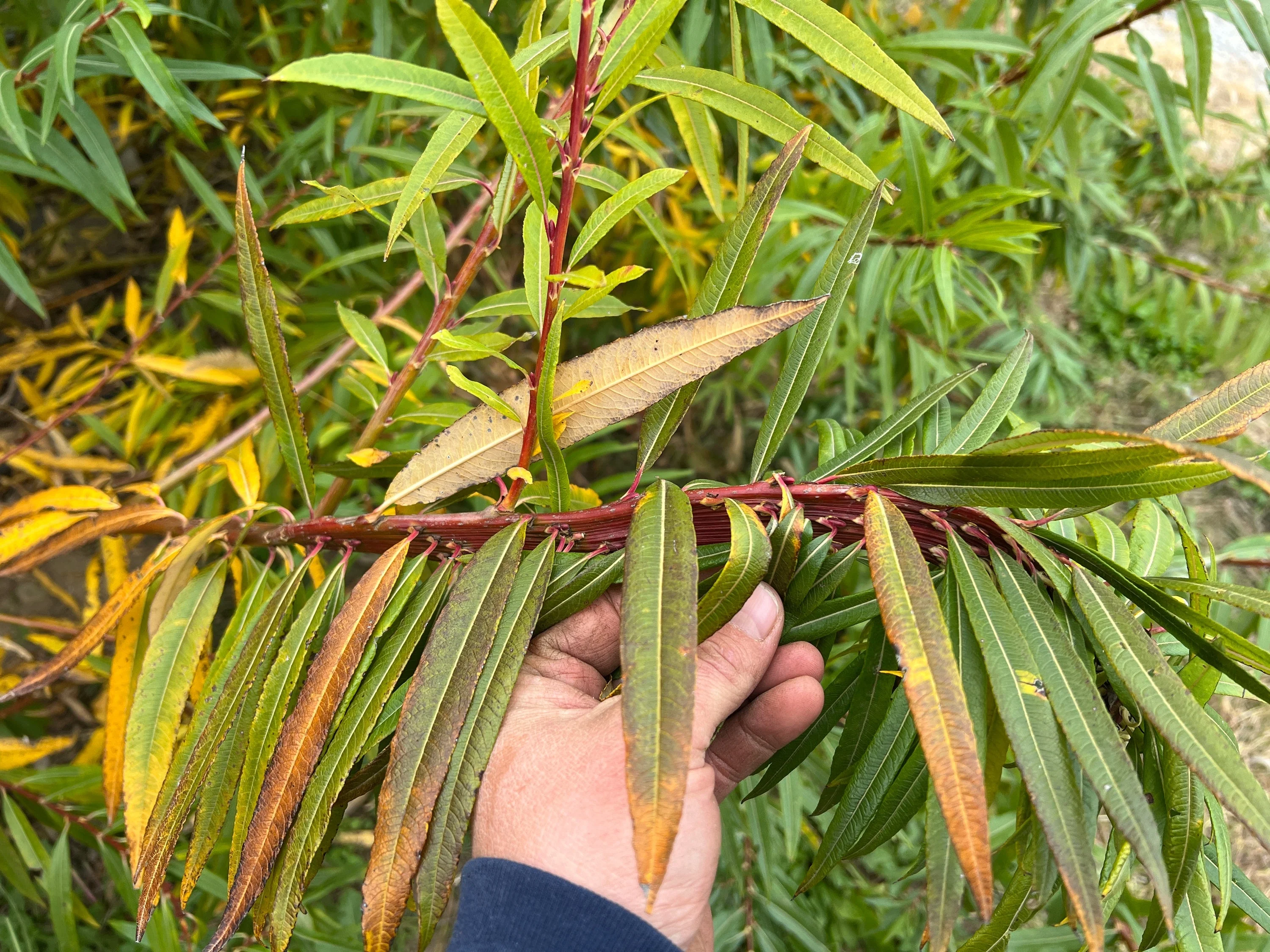 Fantail Willow - Image 2