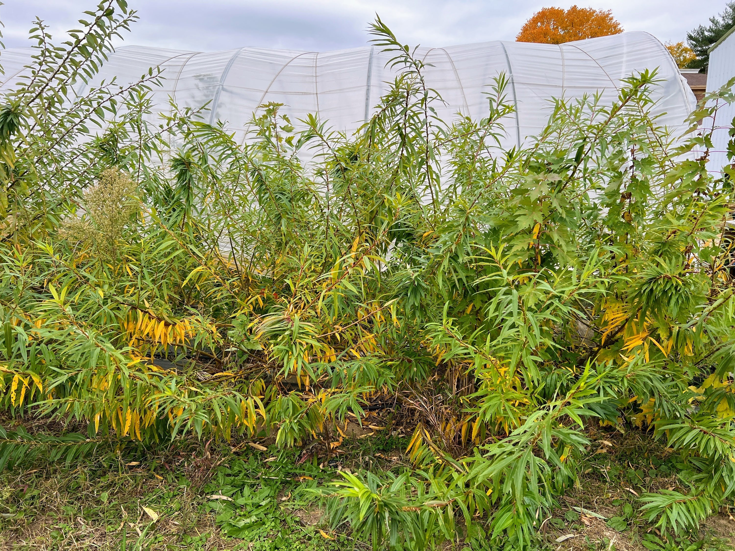 Fantail Willow - Image 3