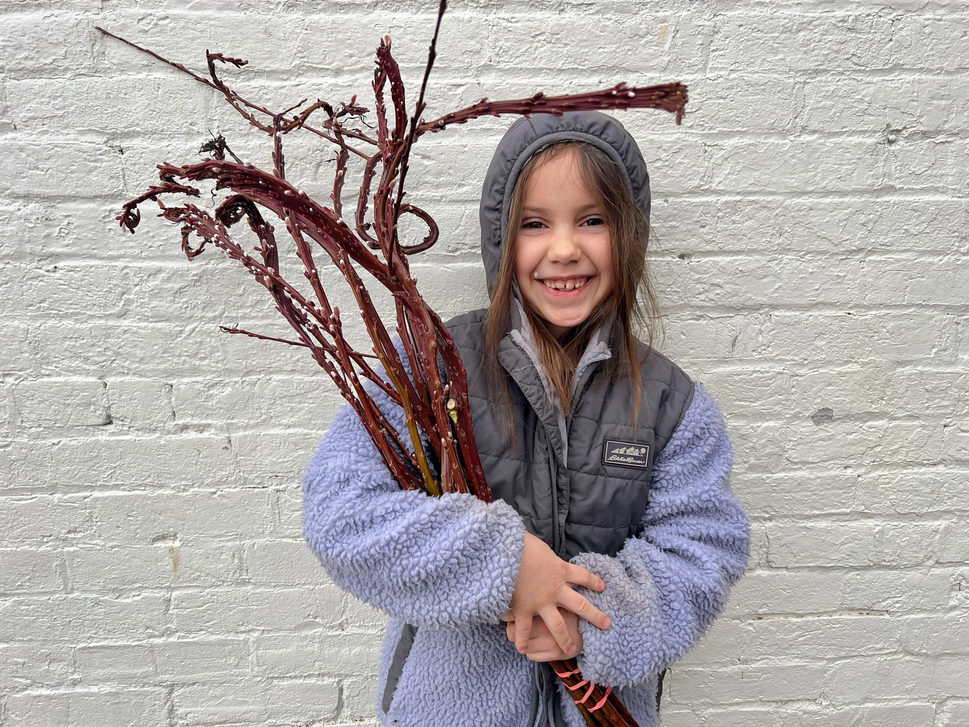 Fantail Willow - Image 4
