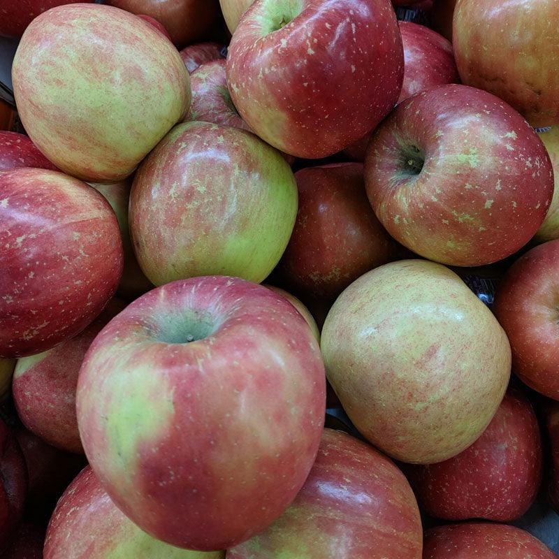 Fuji Red Apple Tree - Image 4