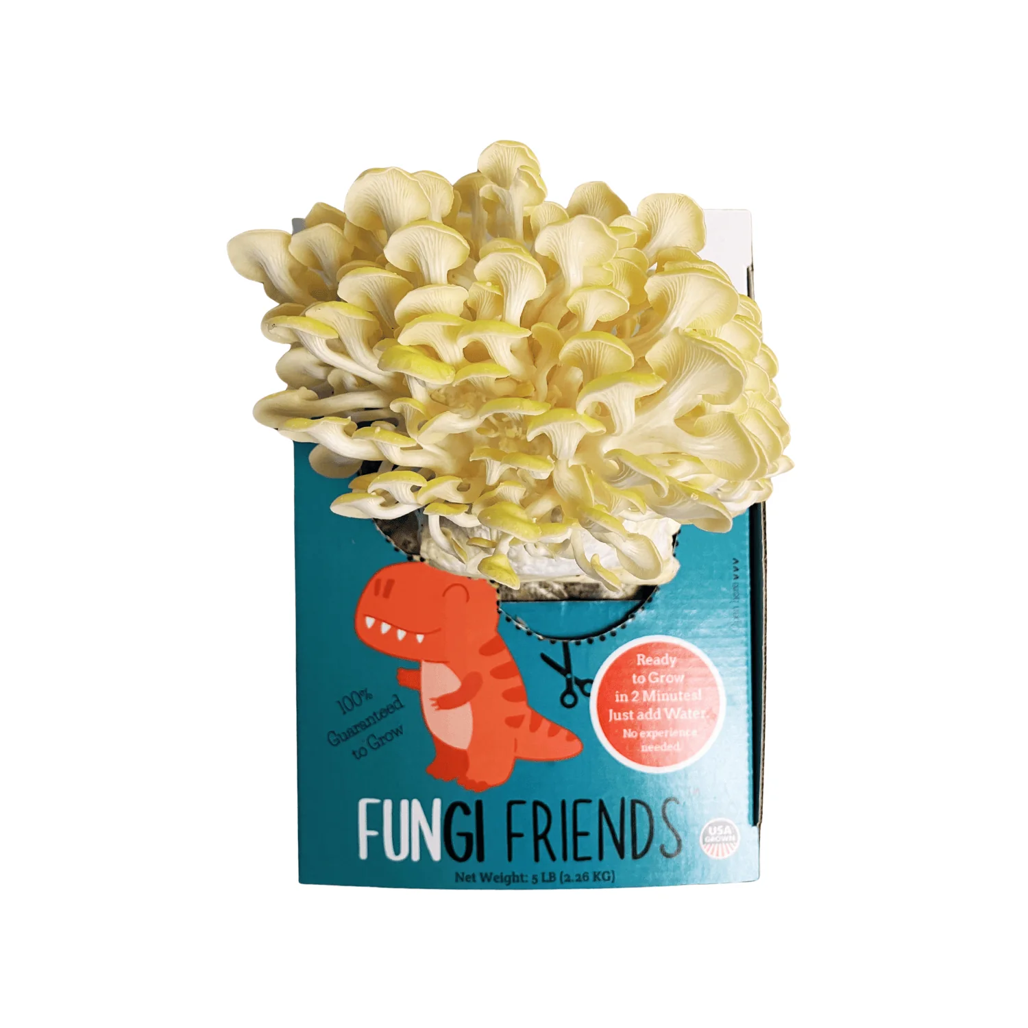Fungisaurus Rex - Gold Oyster Mushroom Grow Kit - 5 LBS (with box) - Image 3