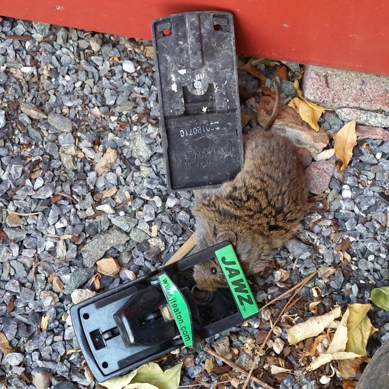 Jawz Rat Trap - Image 2
