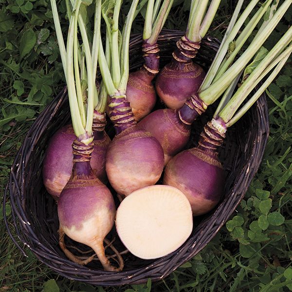 Joan Rutabaga