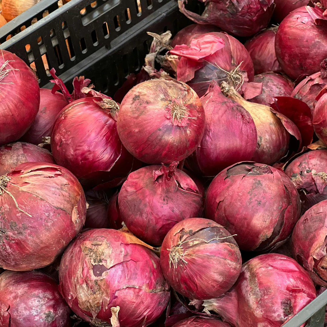 (Long Day) Redwing Onion Plants - Image 2