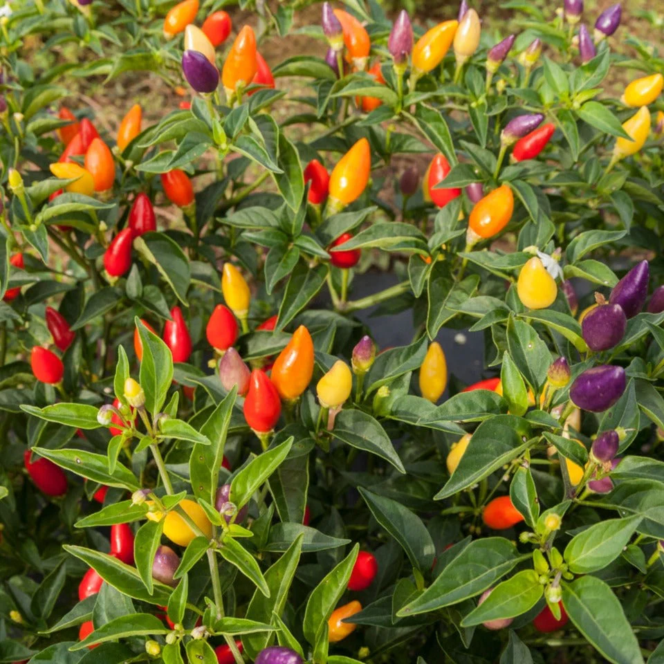 Firecracker Ornamental Pepper