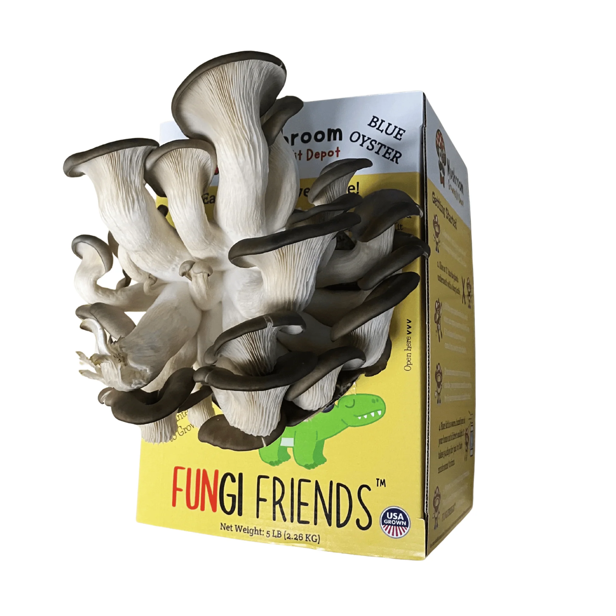 Mushasaurus - Blue Oyster Mushroom Grow Kit - 5 LBS (with box) - Image 3