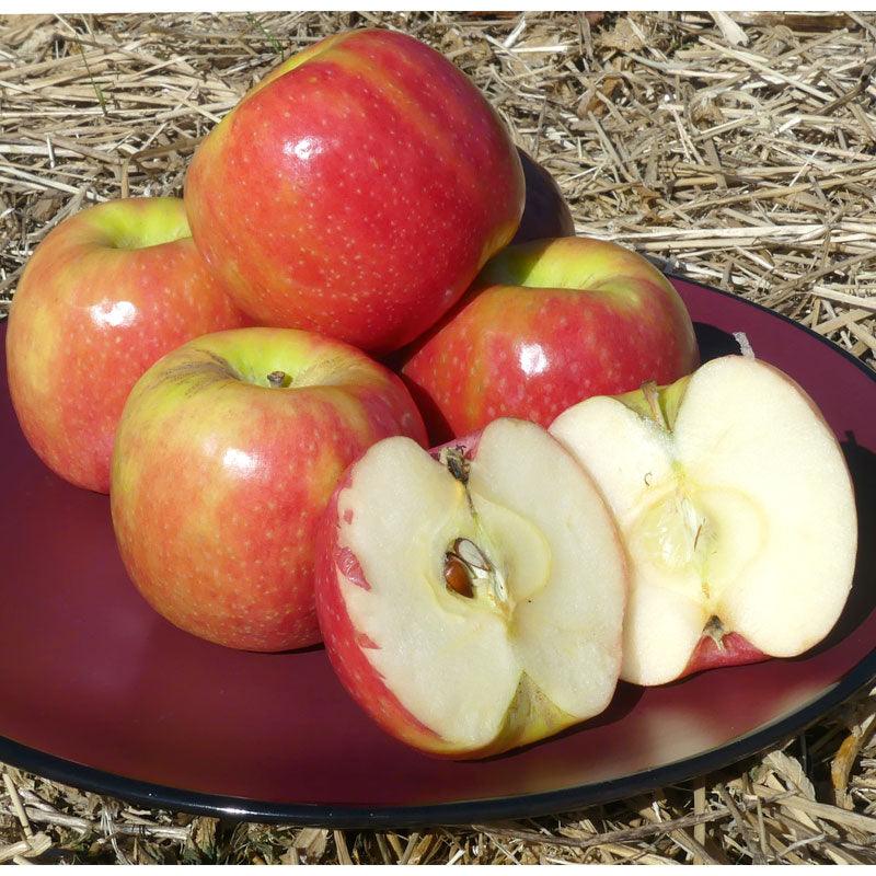 Pink Lady Apple Tree - Image 2