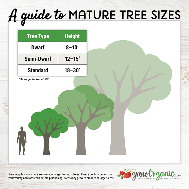 Pink Lady Apple Tree - Image 3