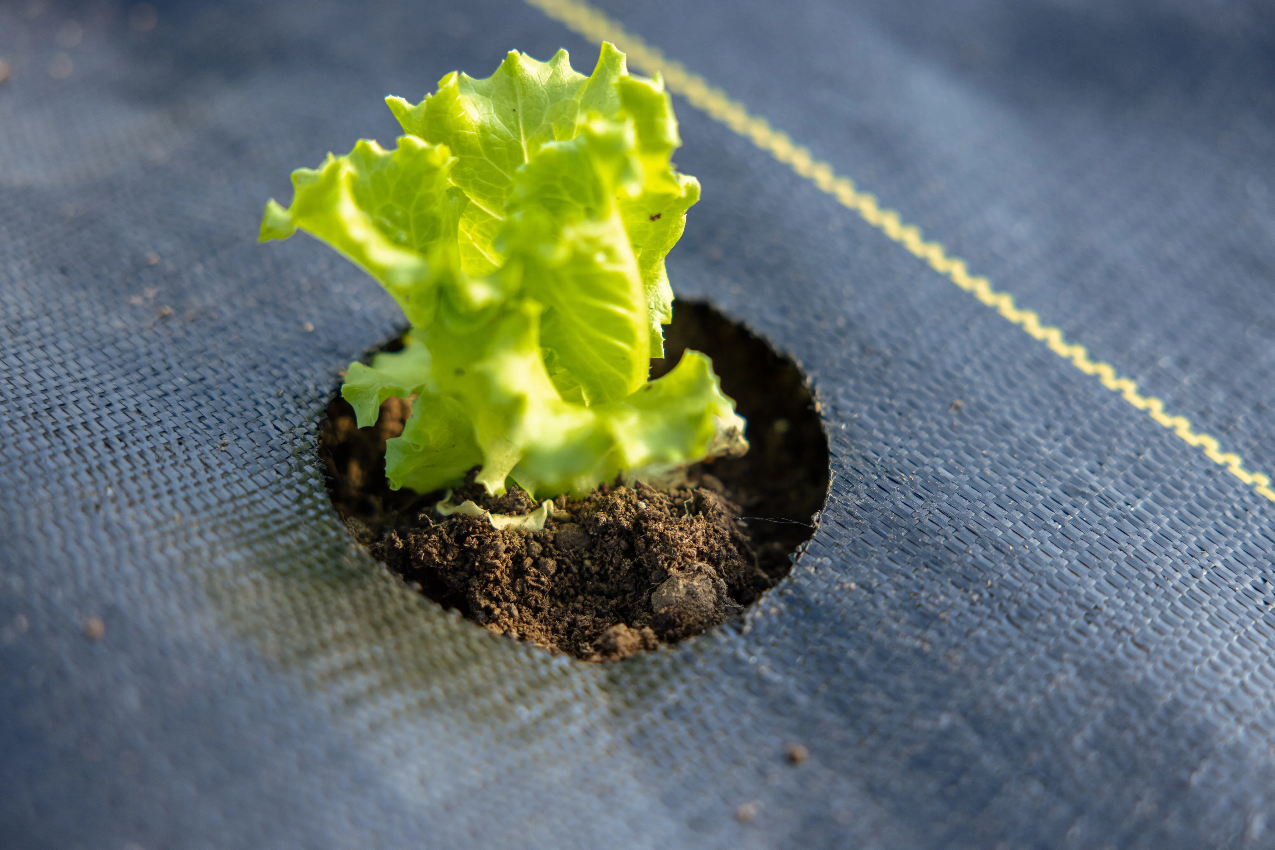Quick-Plant Fabric — Weed Barrier - Image 7