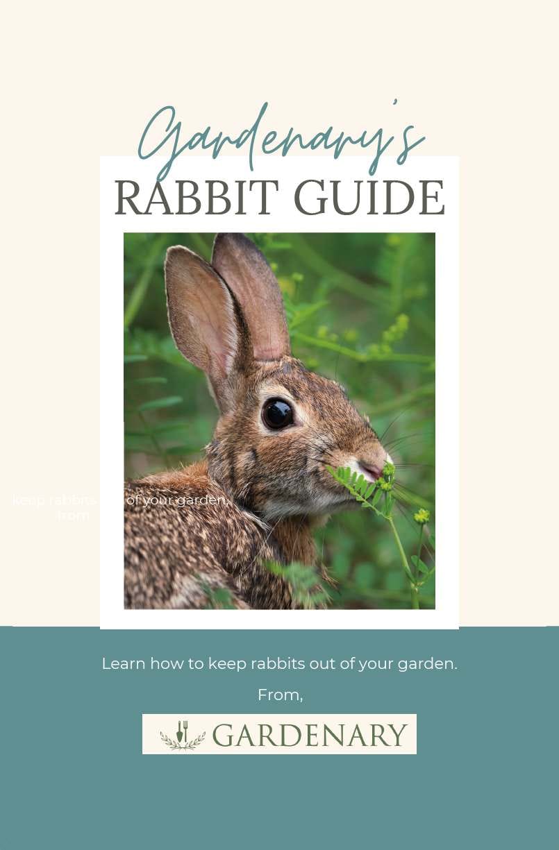 Rabbit Guide Booklet