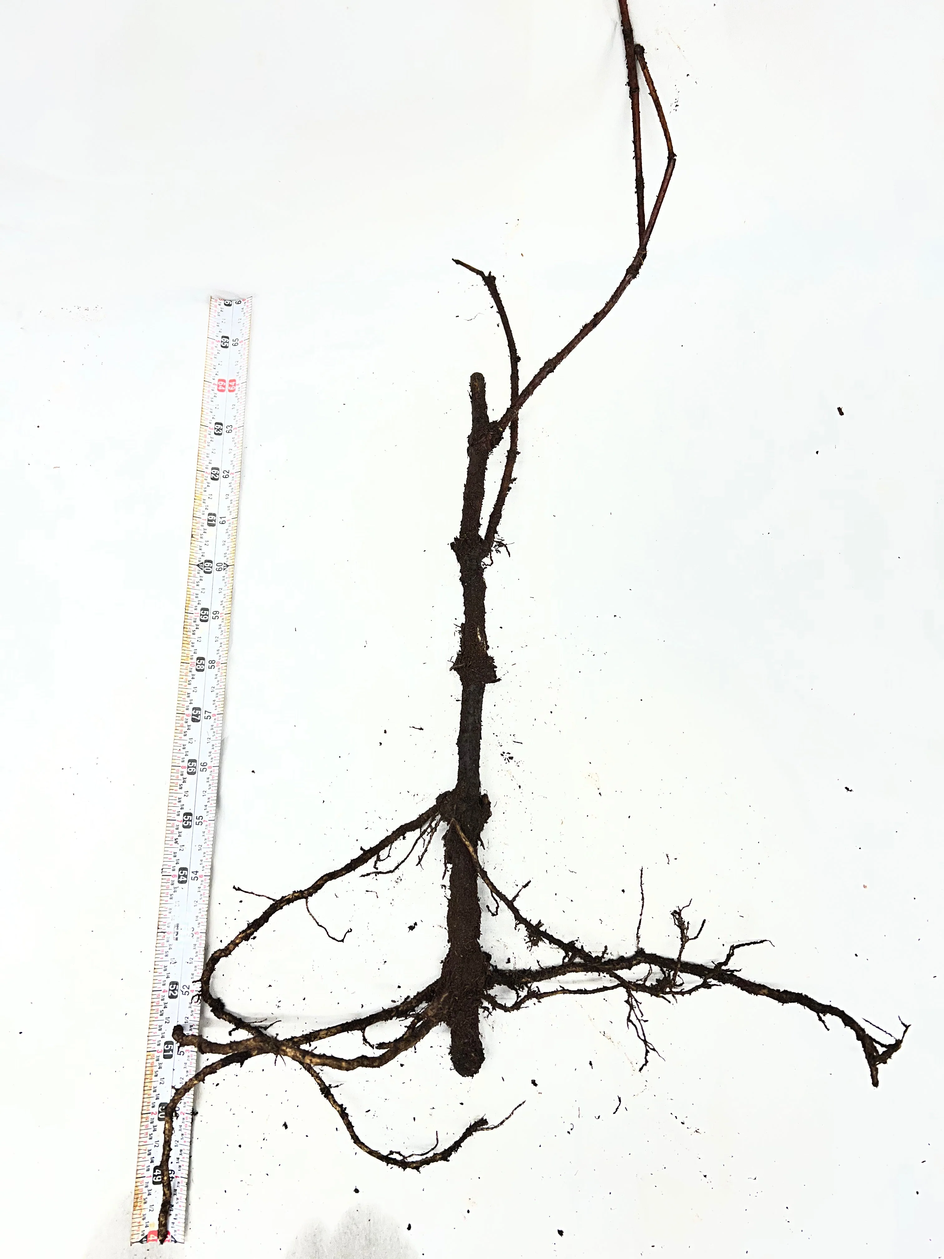 Ranch Elderberry - Image 8