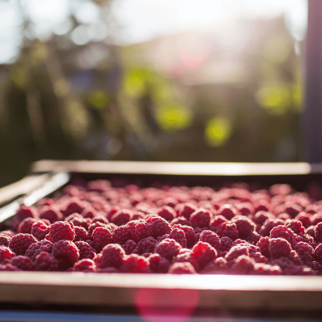 Raspberry - Red Heritage - Image 2