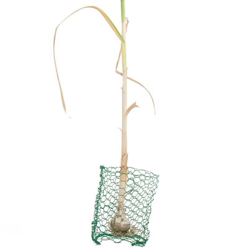 Root Guard Gopher Basket Mini (6/pk) - Image 4