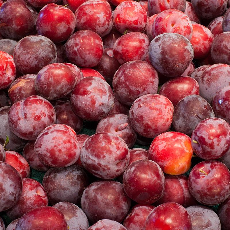 Santa Rosa Plum Tree - Image 2