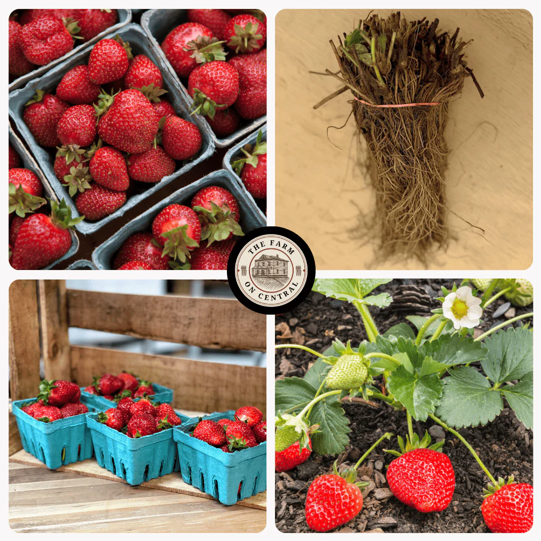 Seascape Strawberry Plants