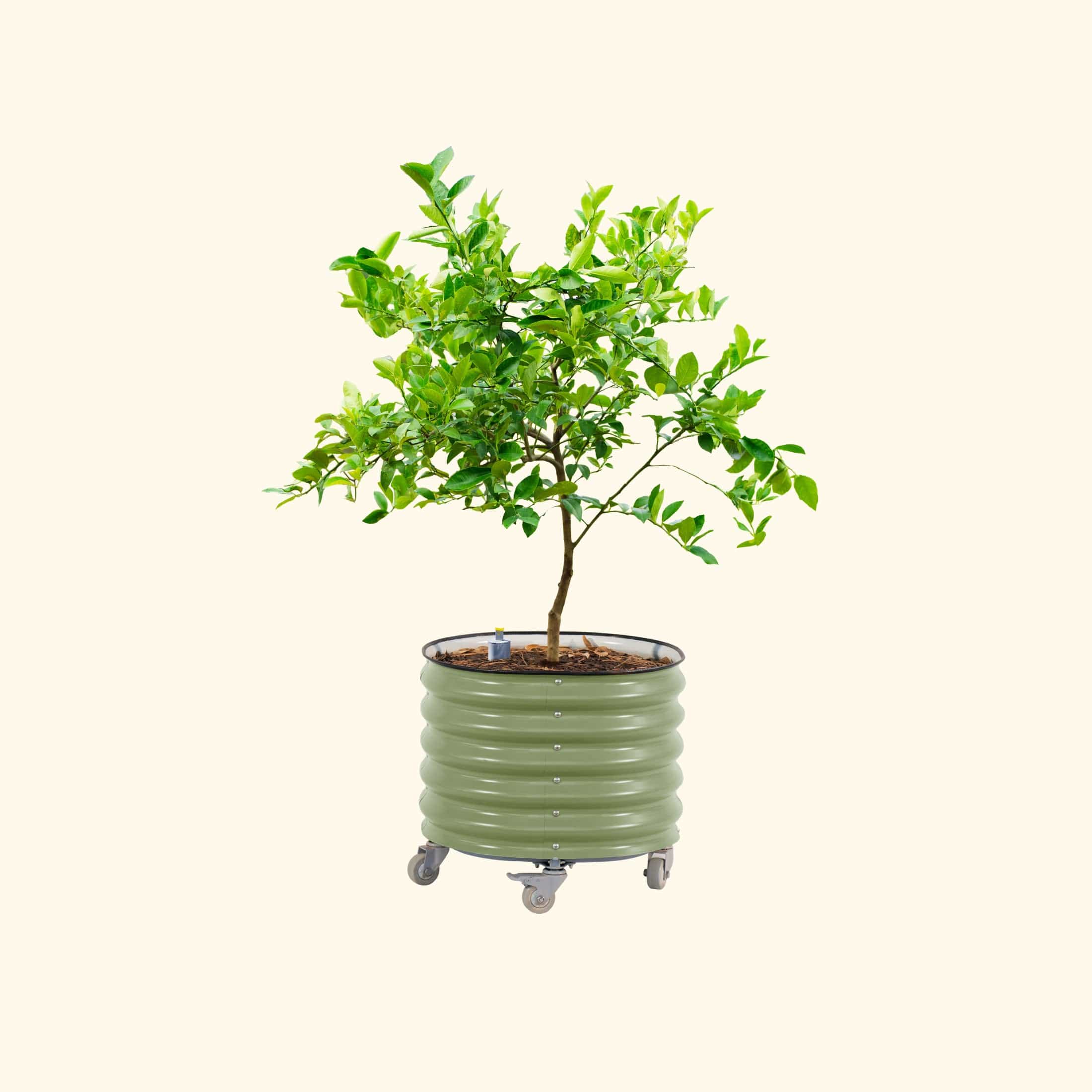 Self-Watering Rolling Citrus Tree Planter - 30 Gallon - Image 2