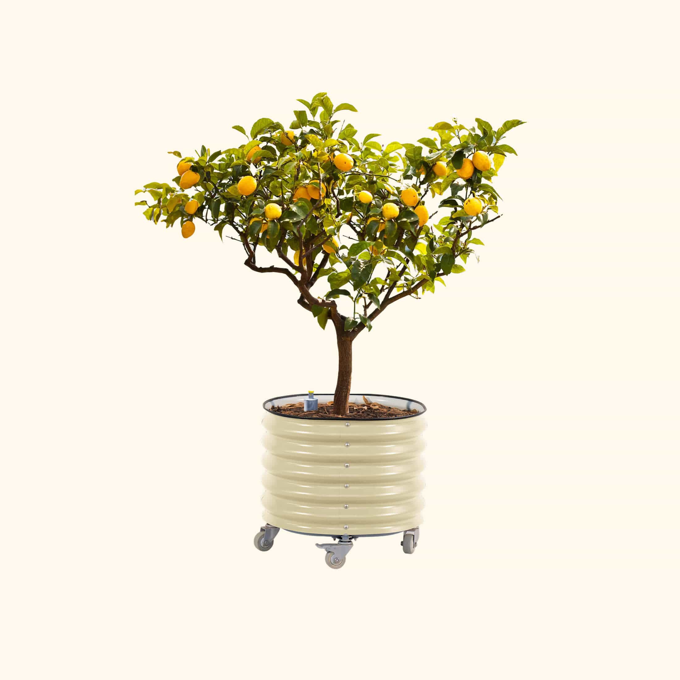 Self-Watering Rolling Citrus Tree Planter - 30 Gallon - Image 4