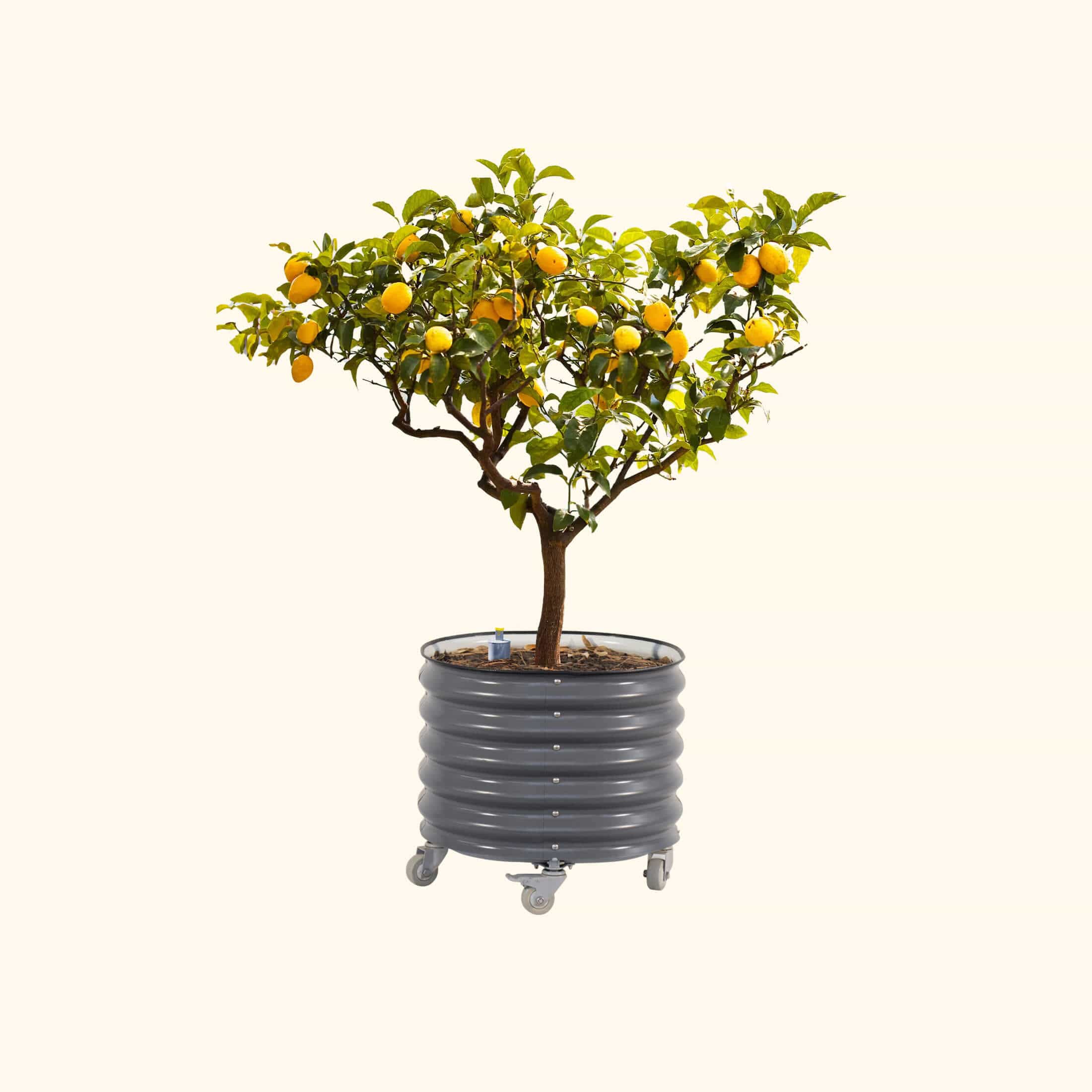Self-Watering Rolling Citrus Tree Planter - 30 Gallon - Image 6
