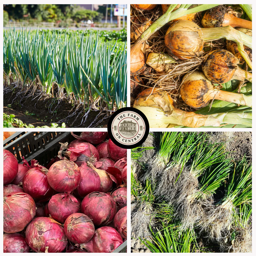 (Short - Intermediate Day) Red Rock Onion Plants - Image 2