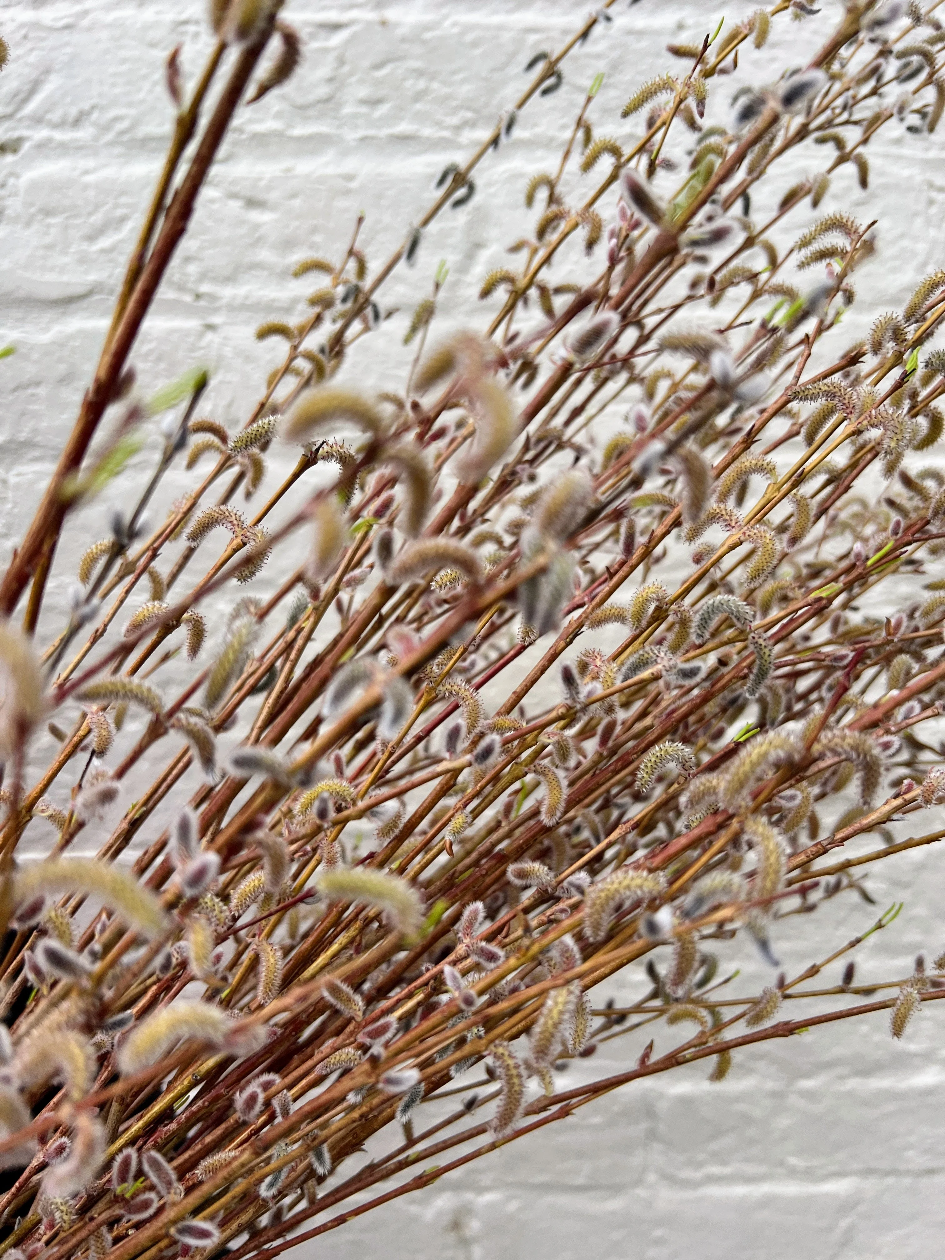 Showy Catkin Pussy Willow Mix (Free Shipping) - Image 3