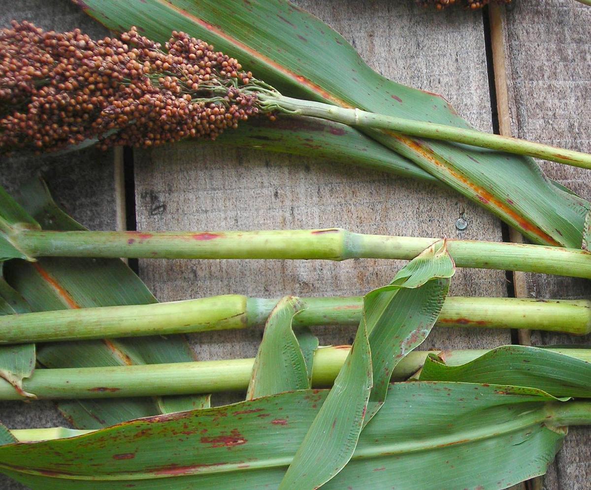 Sorghum, Sugar Drip