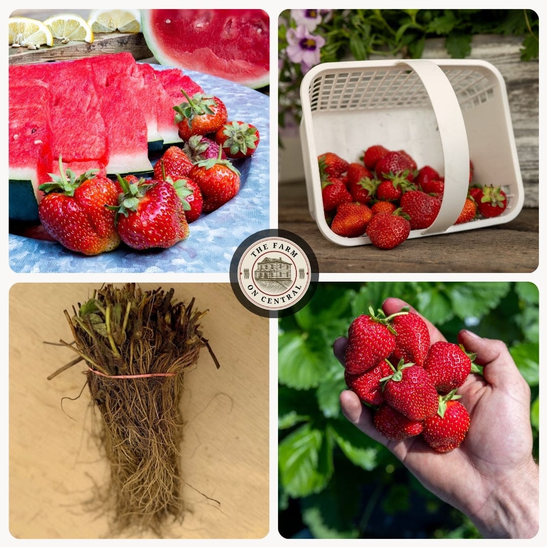 Strawberry Plant Sampler