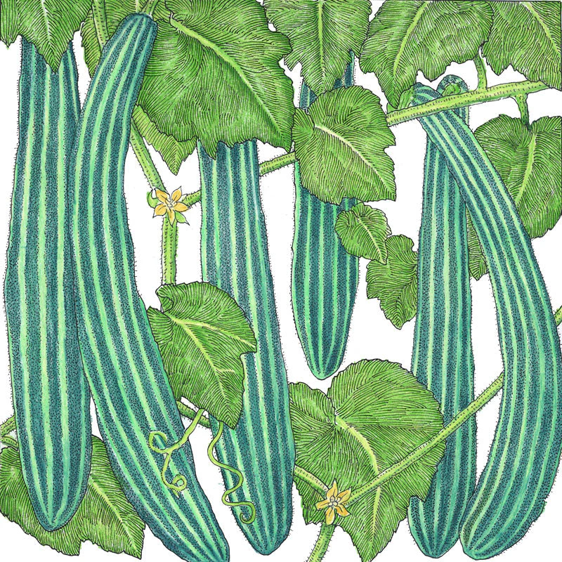 Suyo Long Cucumber Seeds (Organic) - Image 3