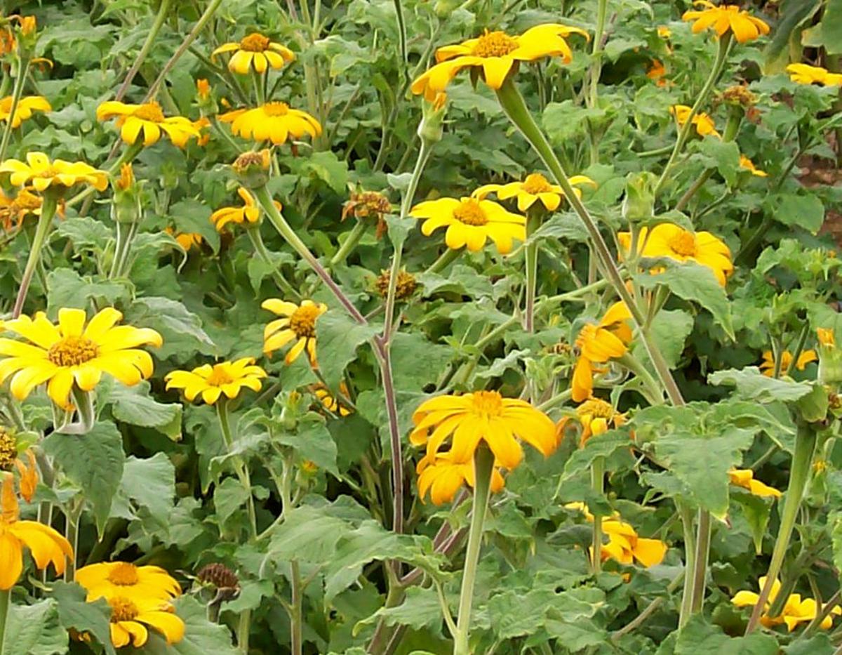Tithonia, Yellow Torch