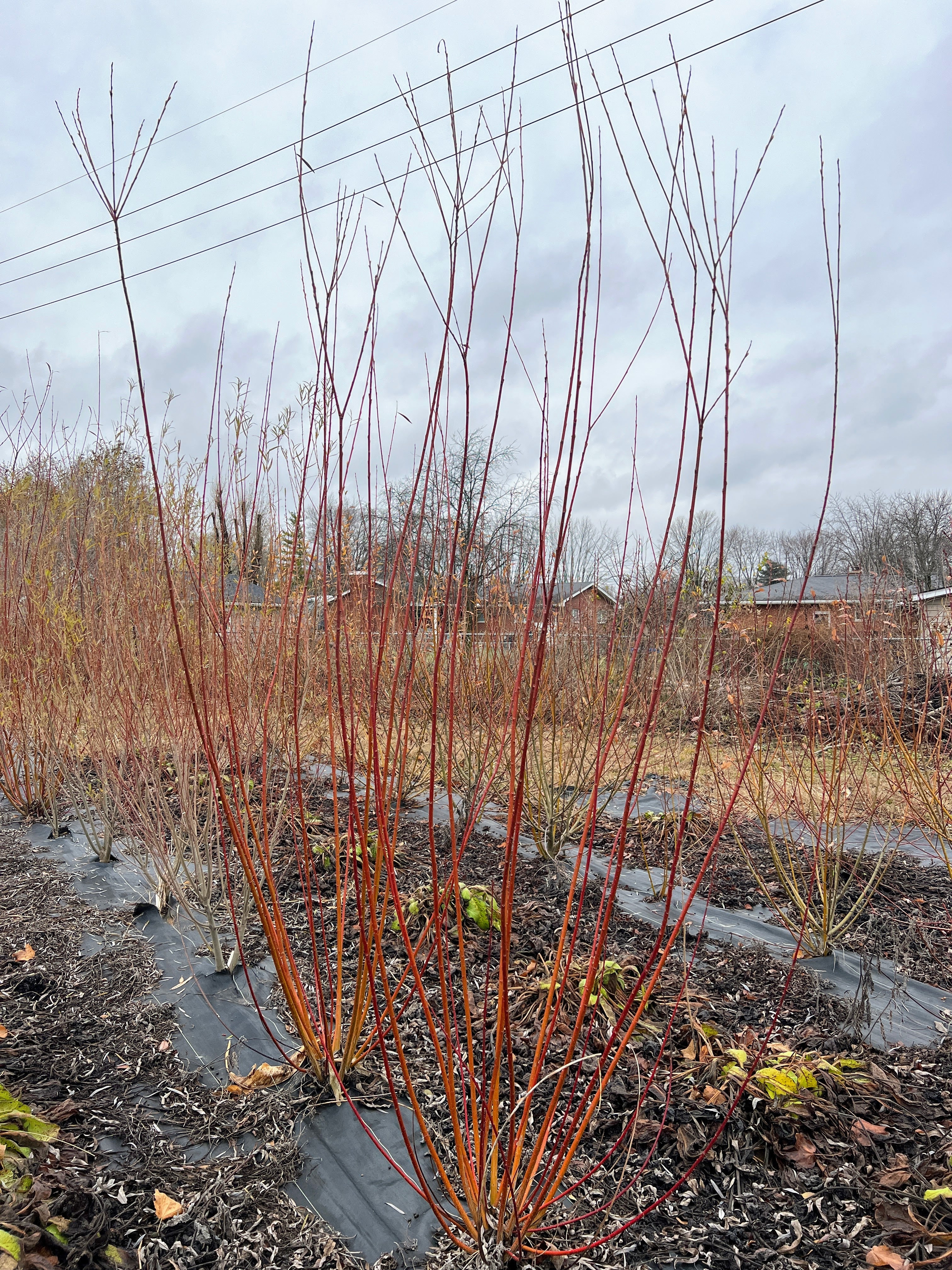 Winter Green Willow - Image 2