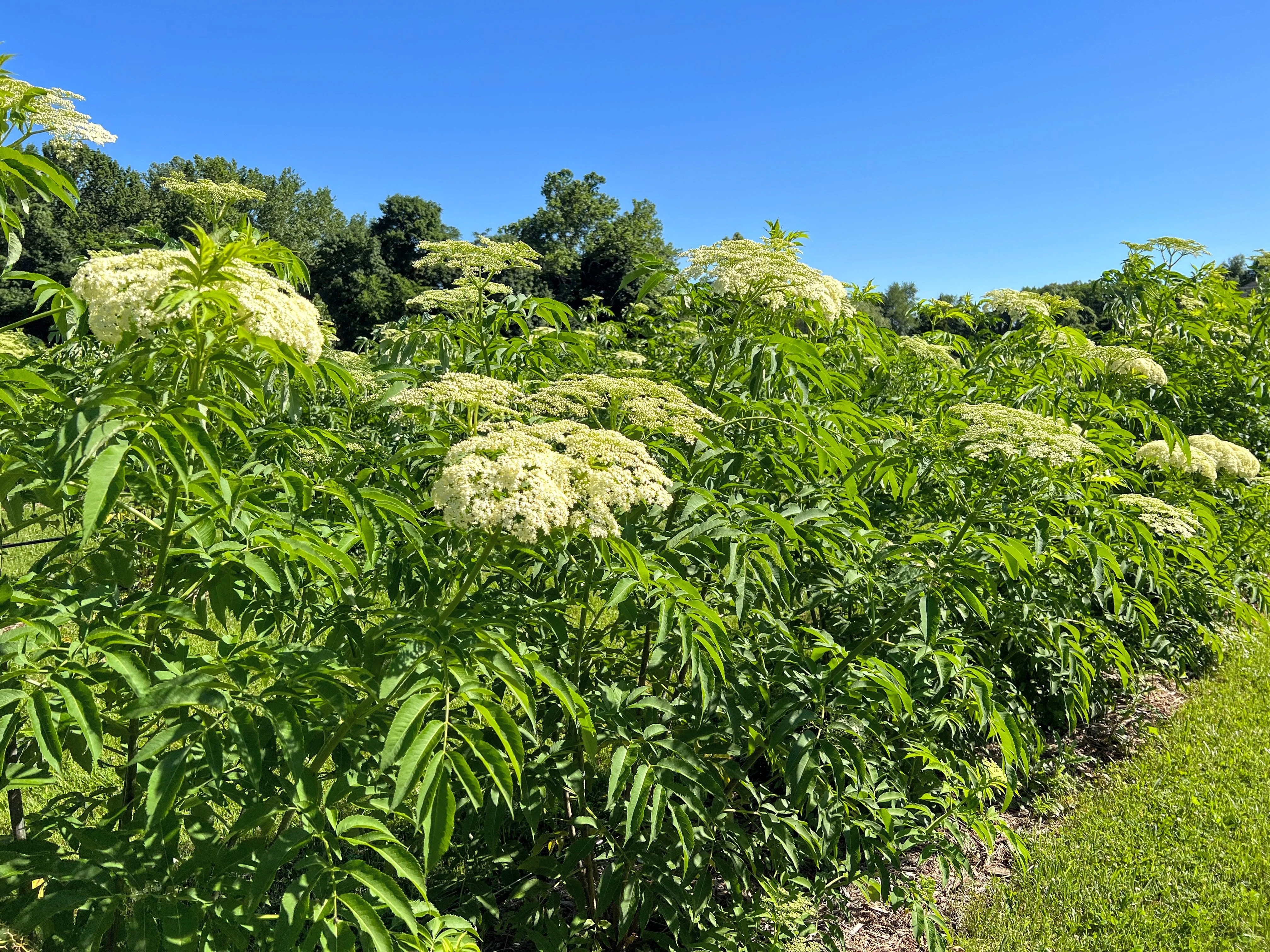 Wyldewood Elderberry