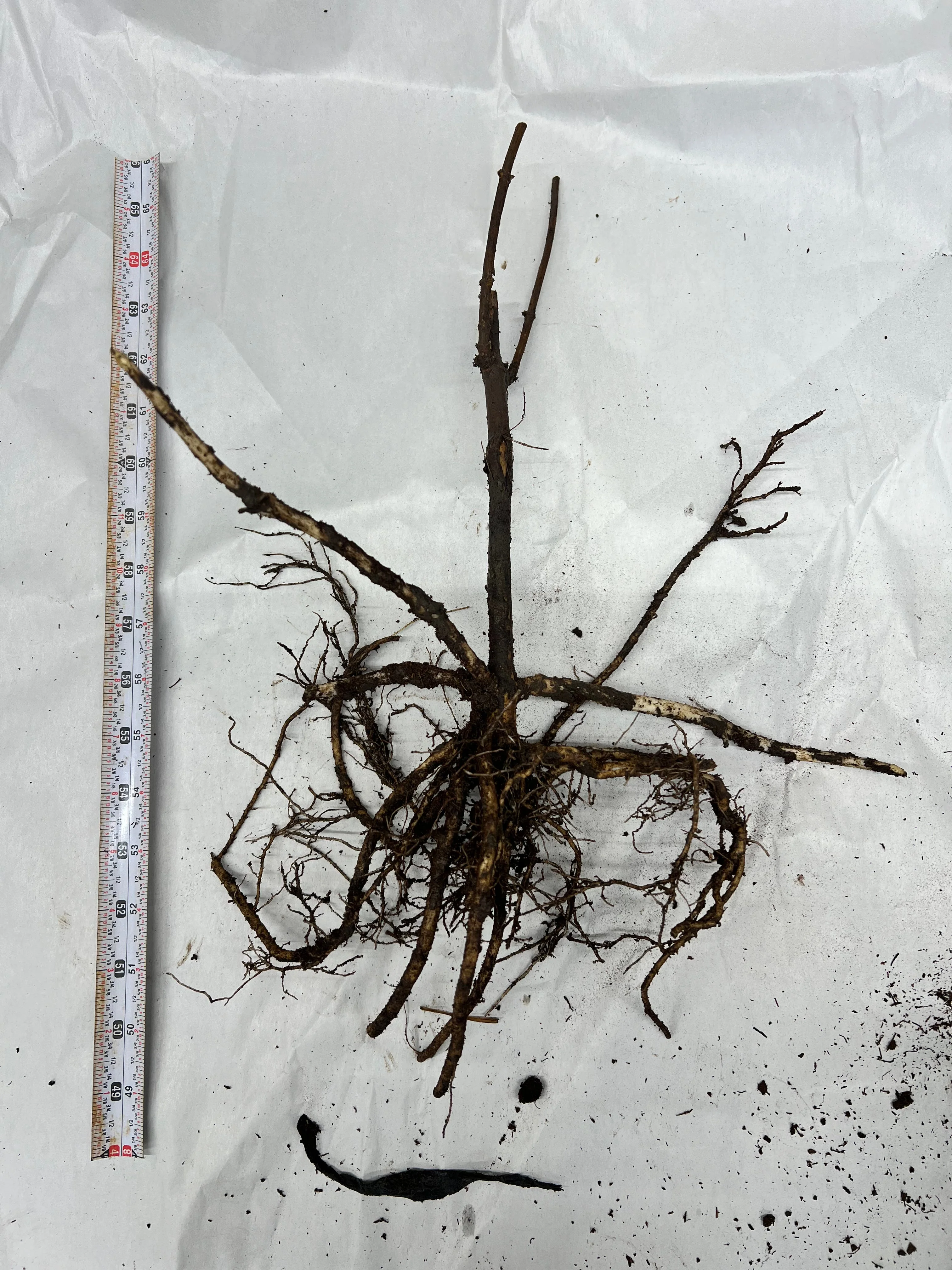 Wyldewood Elderberry - Image 8